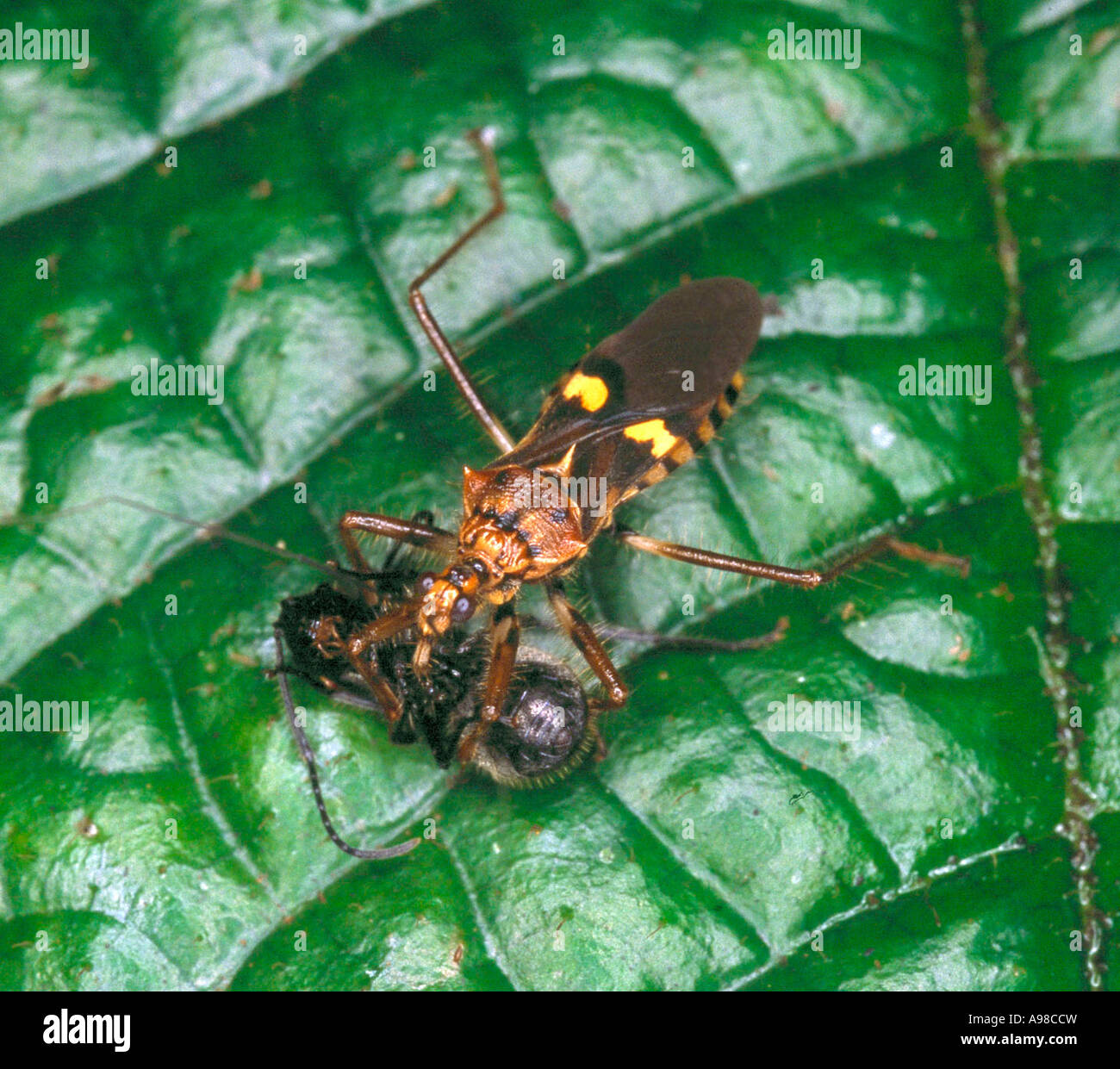 Reduviidae Assassin bug Stockfoto