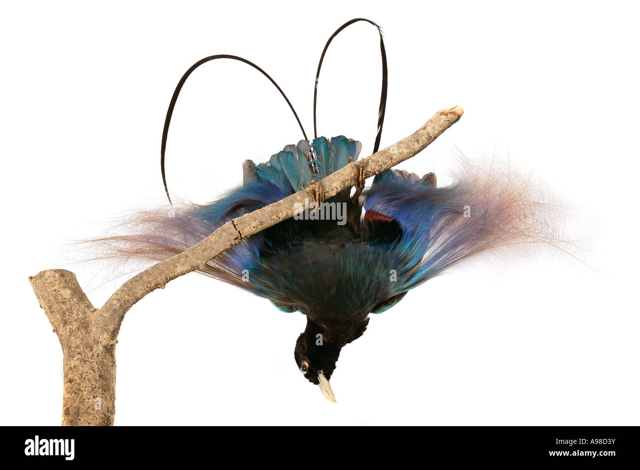 Paradisaea Rudolphi blauer Paradiesvogel Stockfoto