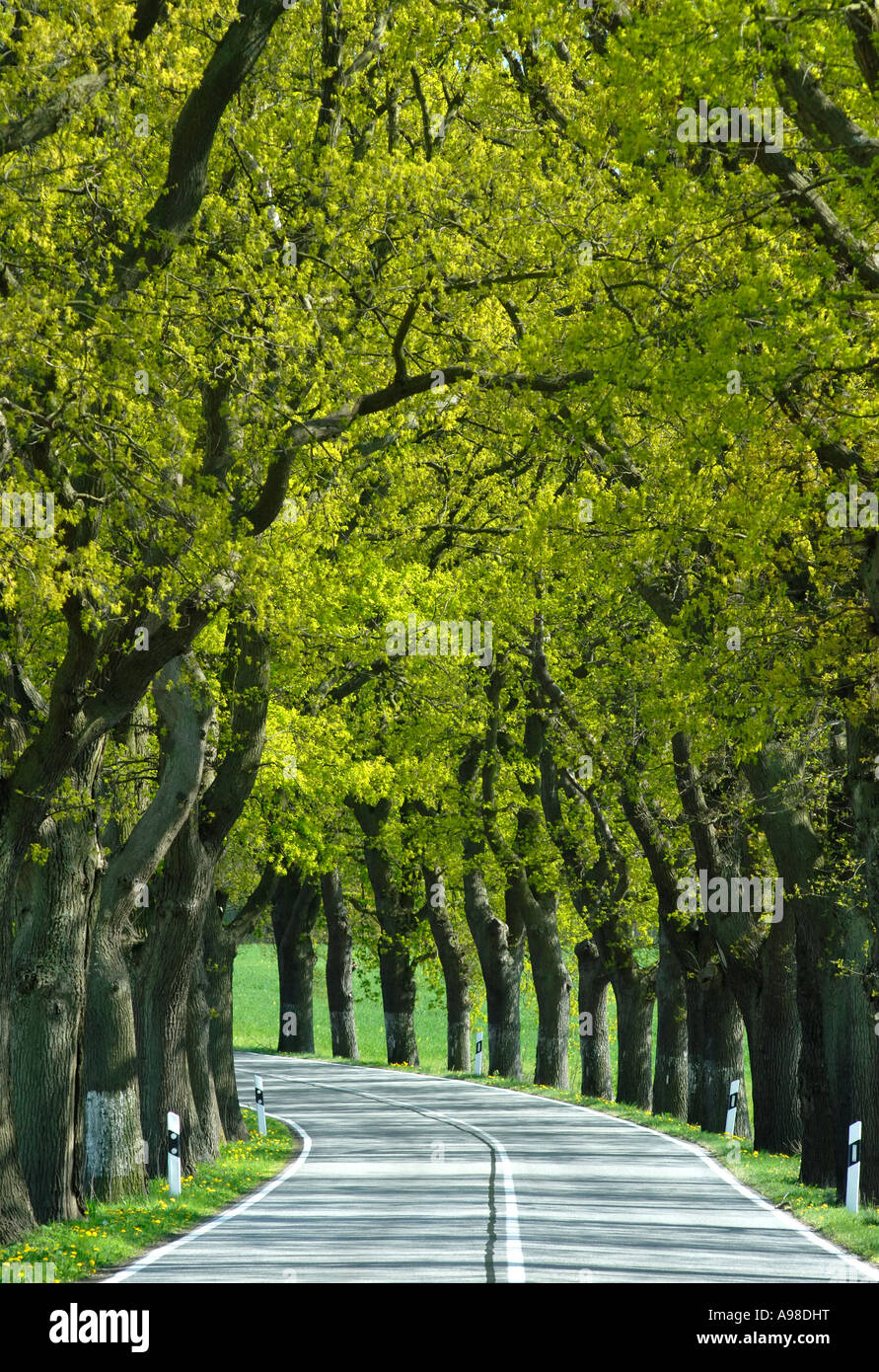 Von Bäumen gesäumten Straße, deutsche Insel Rügen Stockfoto