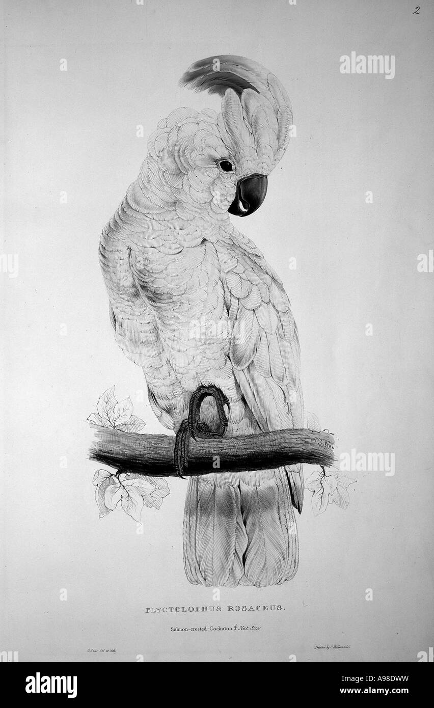 Cacatua Moluccensis Lachs crested cockatoo Stockfoto