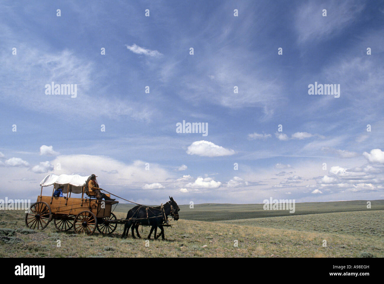 MAULTIER ANGETRIEBENEN WAGEN REISE IN DER NÄHE DER OREGON TRAIL. SOUTH PASS CITY, WYOMING. SOMMER. Stockfoto