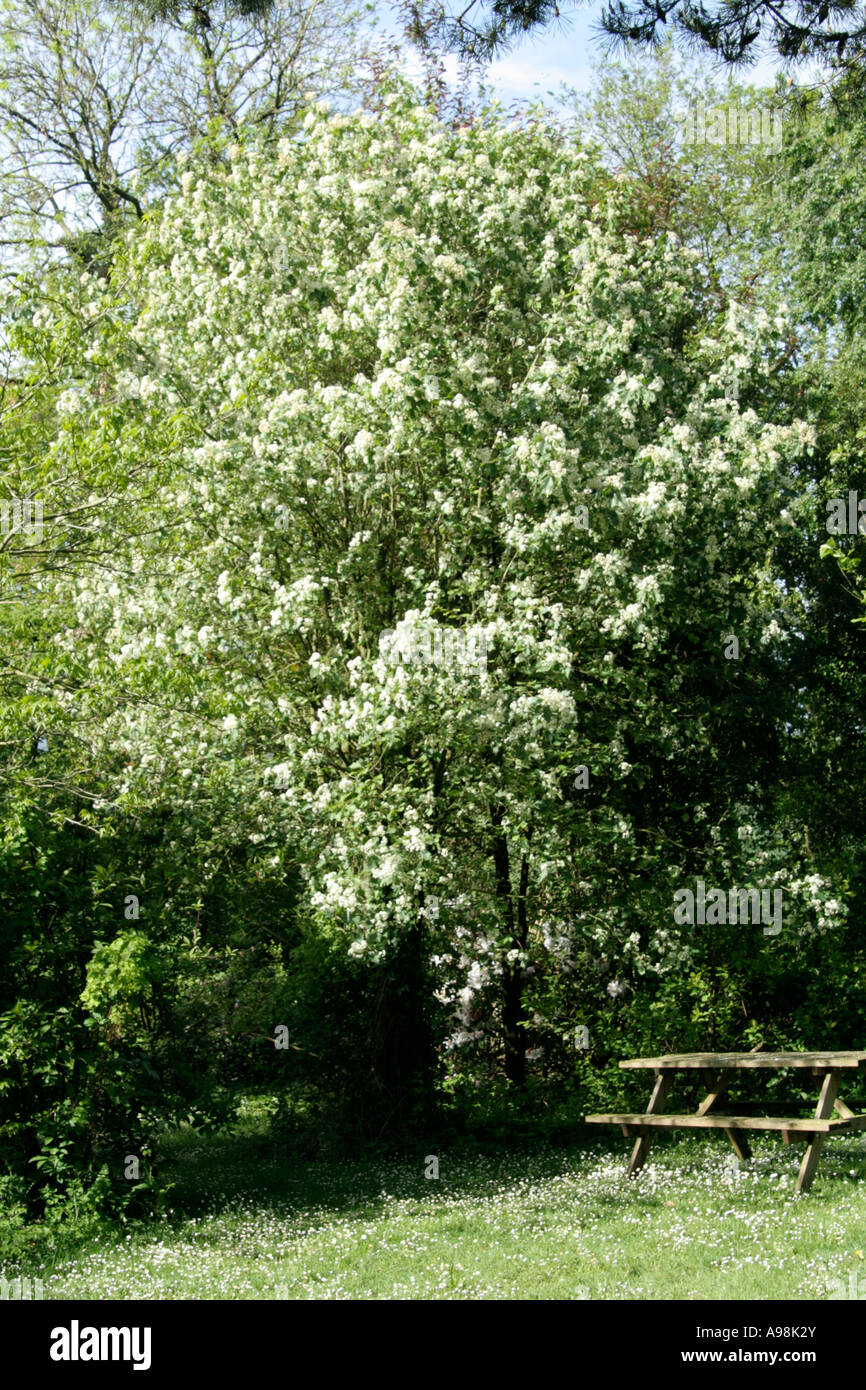 Sorbus Torminalis Wayfaring Baum Stockfoto
