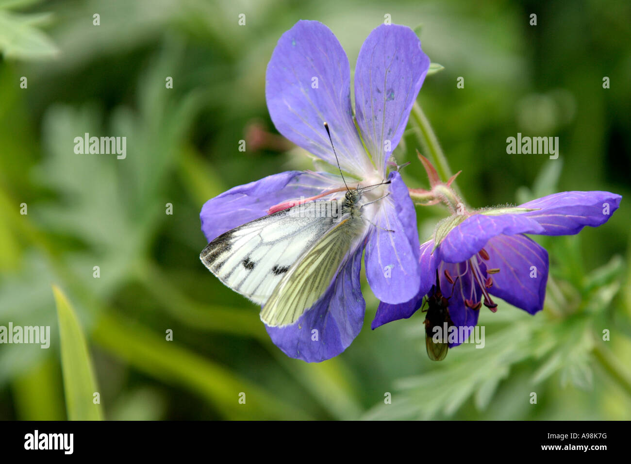 Storchschnabel Johnsons blau mit Grün geädert weißer Schmetterling Pieris napi Stockfoto