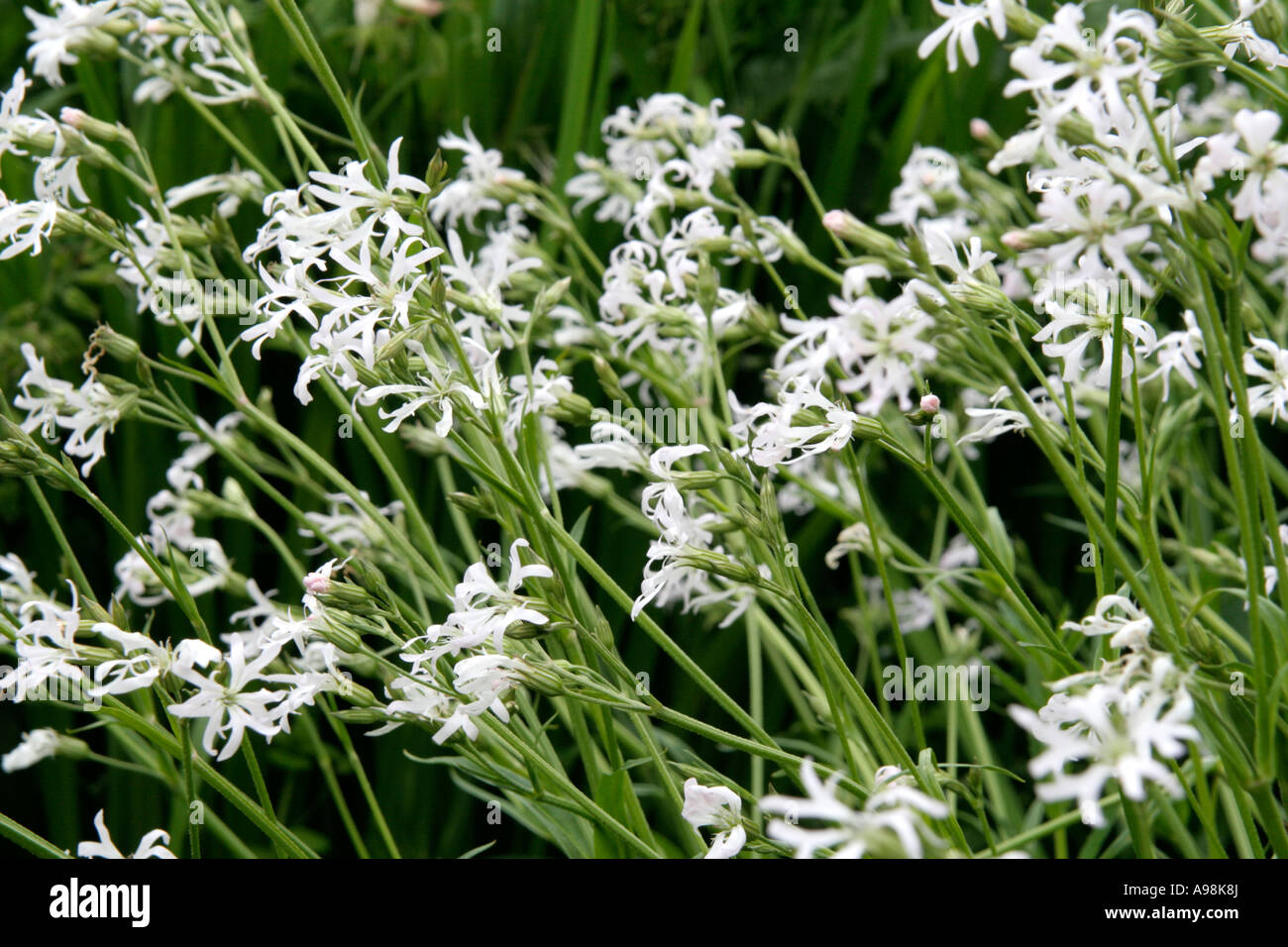 Lychnis Flos Cuculi Alba weiße Form von Ragged Robin eine britische native wilde Pflanze, die wächst in feuchten Wiesen Stockfoto