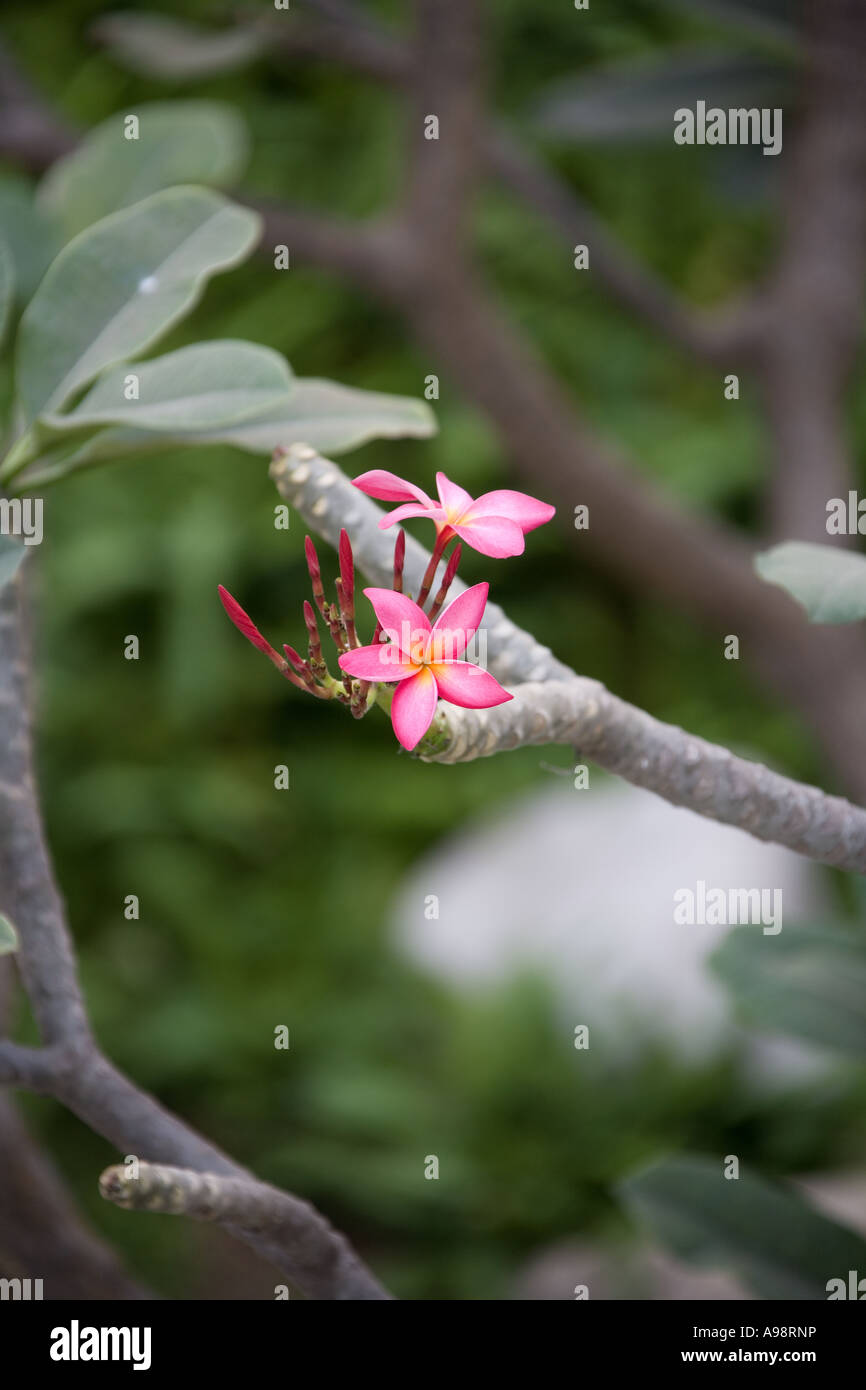 Schöne Thai botanische formale Ziergarten basierend auf dem Hotelgelände Dusit Resort in Pattaya, Süd-Thailand Stockfoto