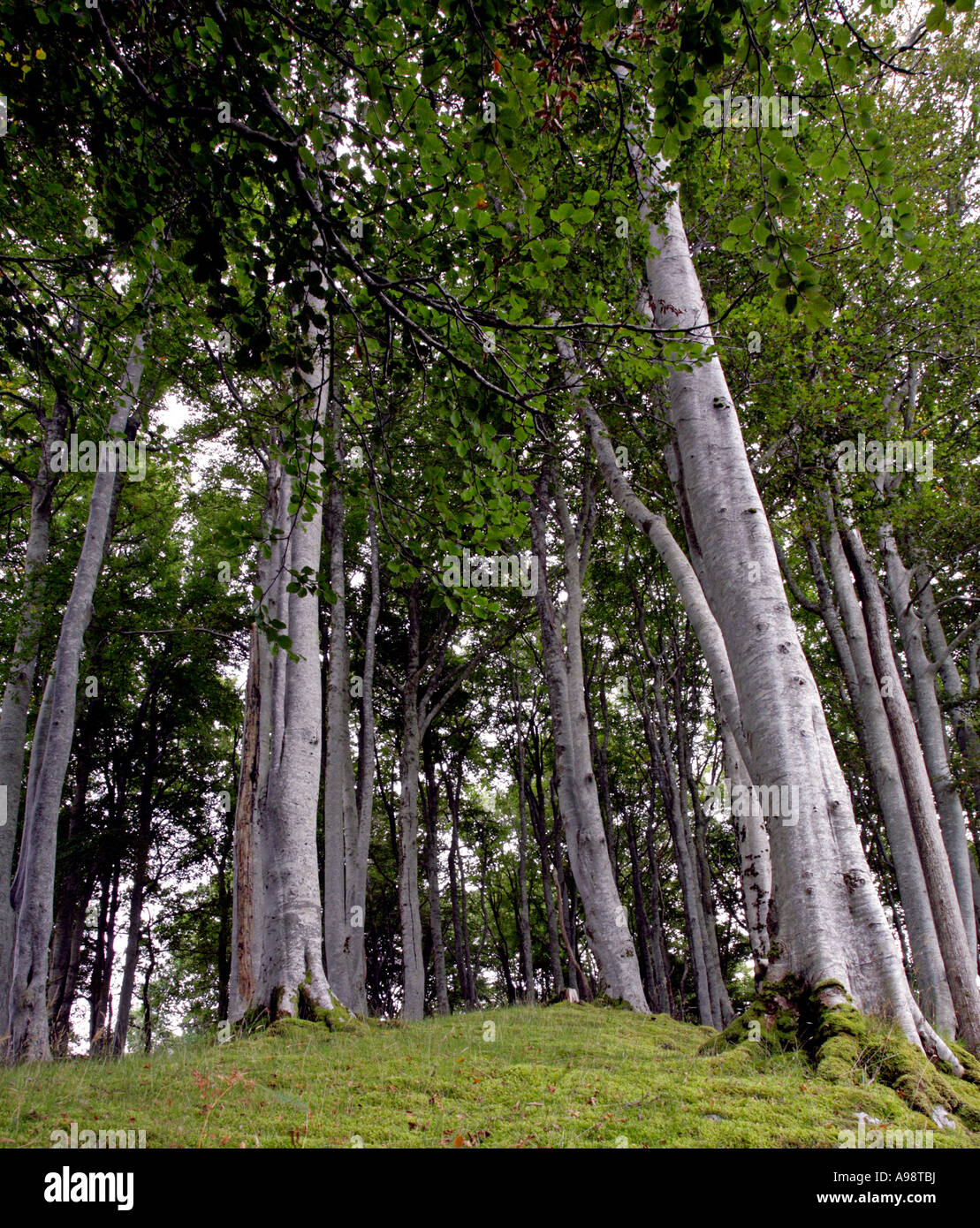Niedrigen Winkel Ansicht der Buche Bäume im Wald von Schottland, UK Stockfoto