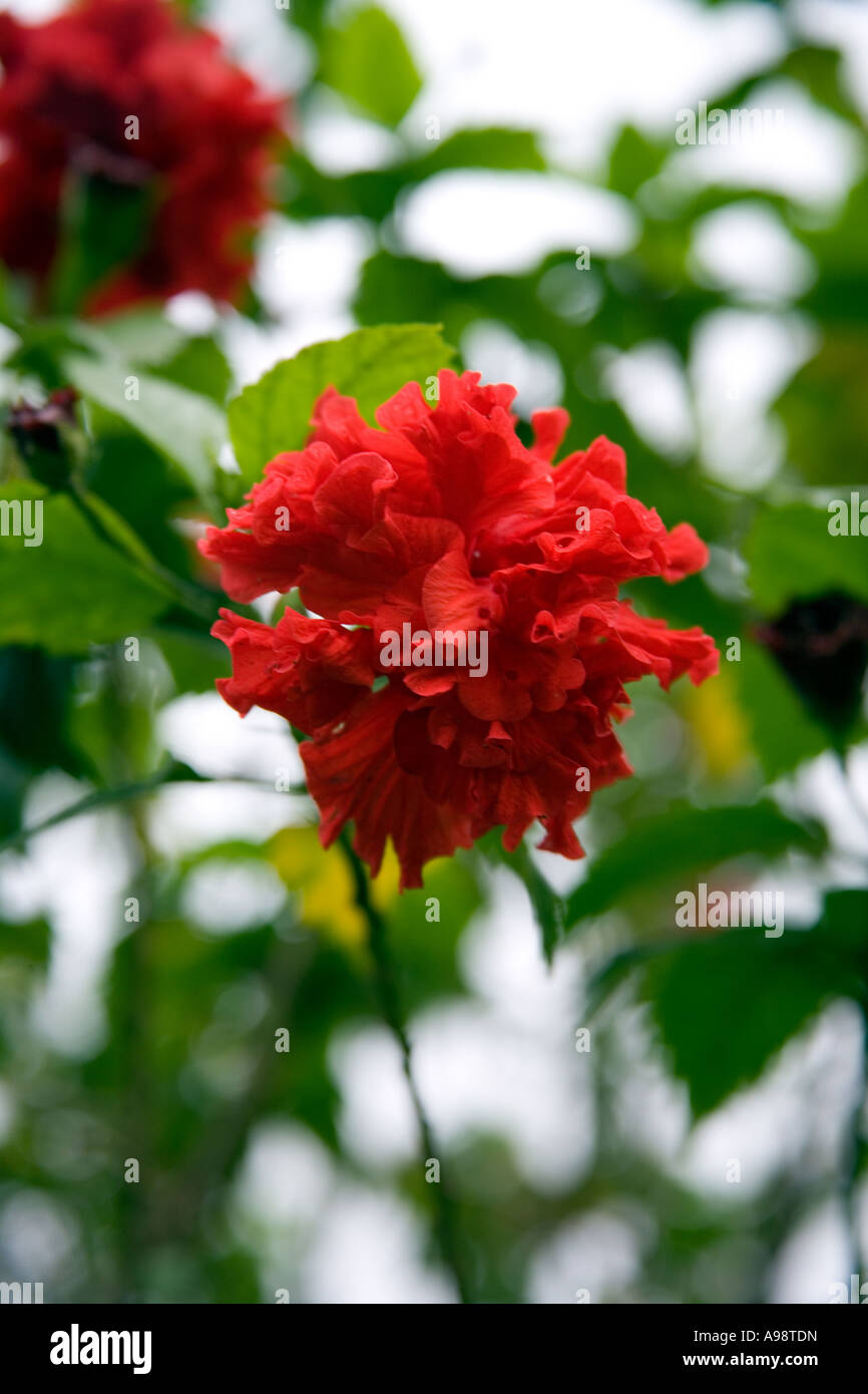 Schöne Thai botanische formale Ziergarten basierend auf dem Hotelgelände Dusit Resort in Pattaya, Süd-Thailand Stockfoto