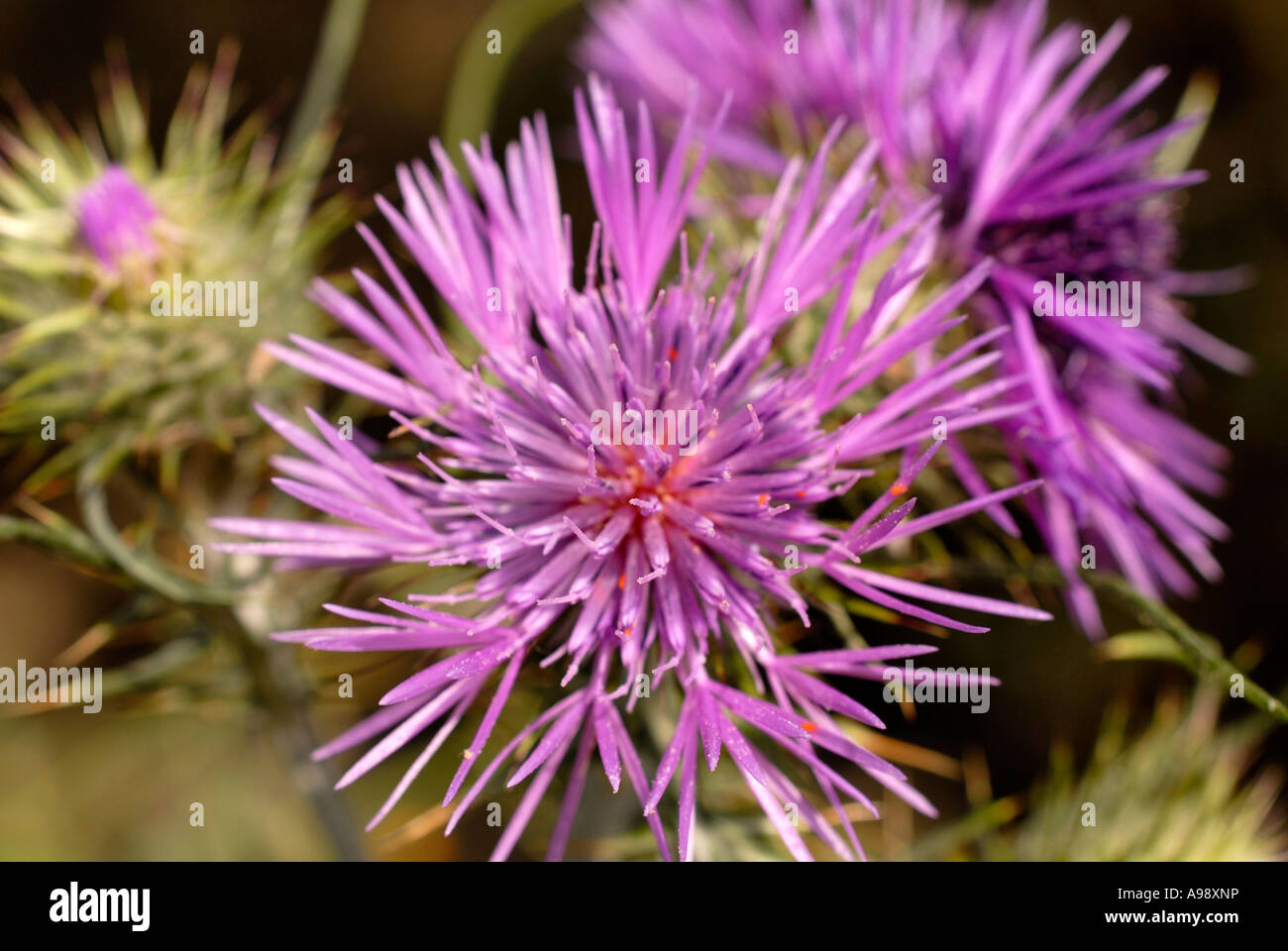 Cardo scarlina Blume Stockfoto