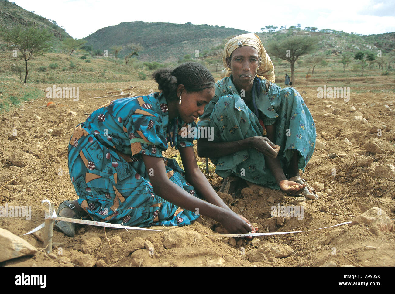 Mutter und Tochter Samen zu Pflanzen und mit Dünger Tigrai Äthiopien Stockfoto