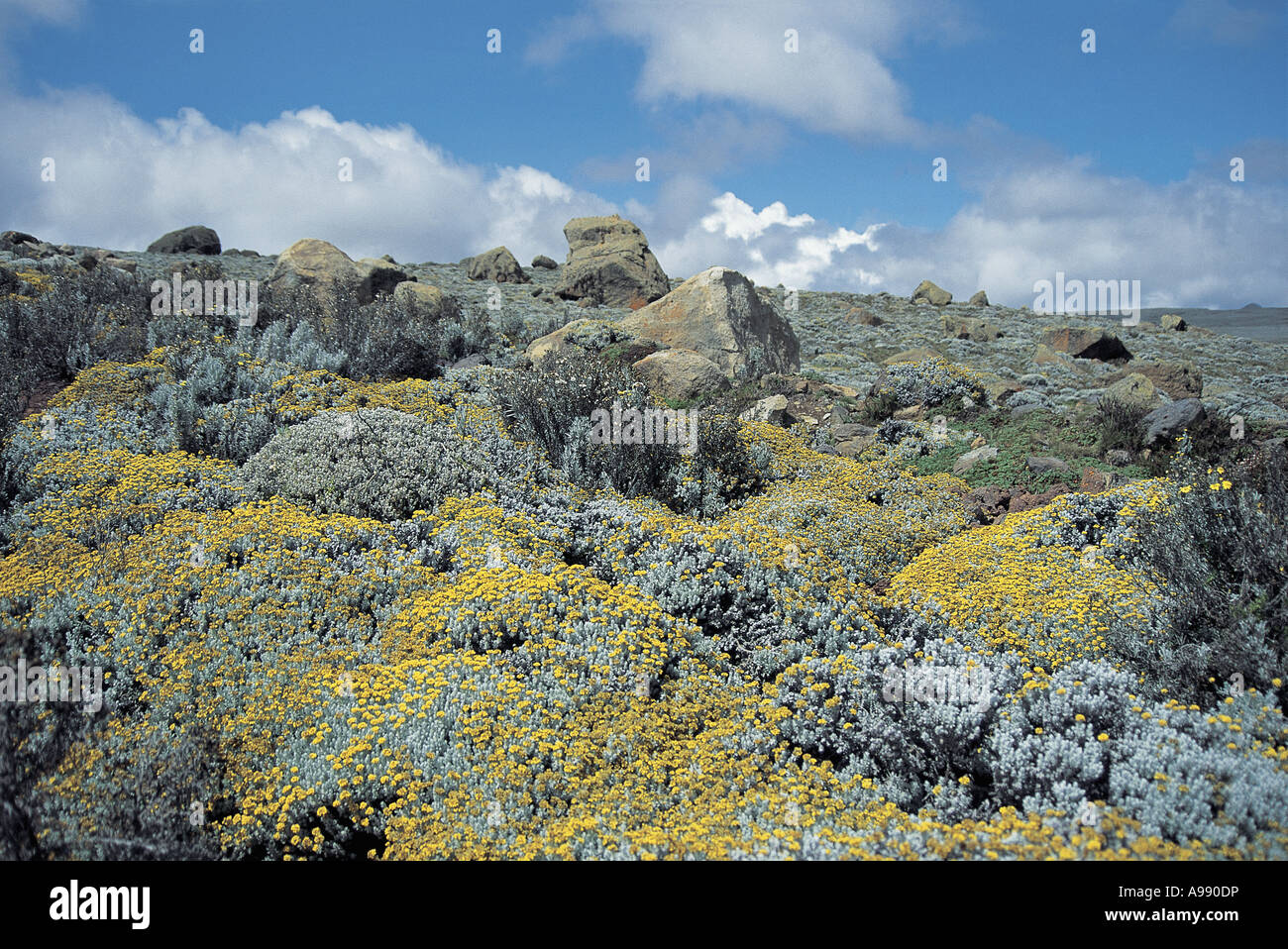 Helichrysum Moose und Flechten Senatti Plateau Bale Mountains Nationalpark Äthiopien Stockfoto