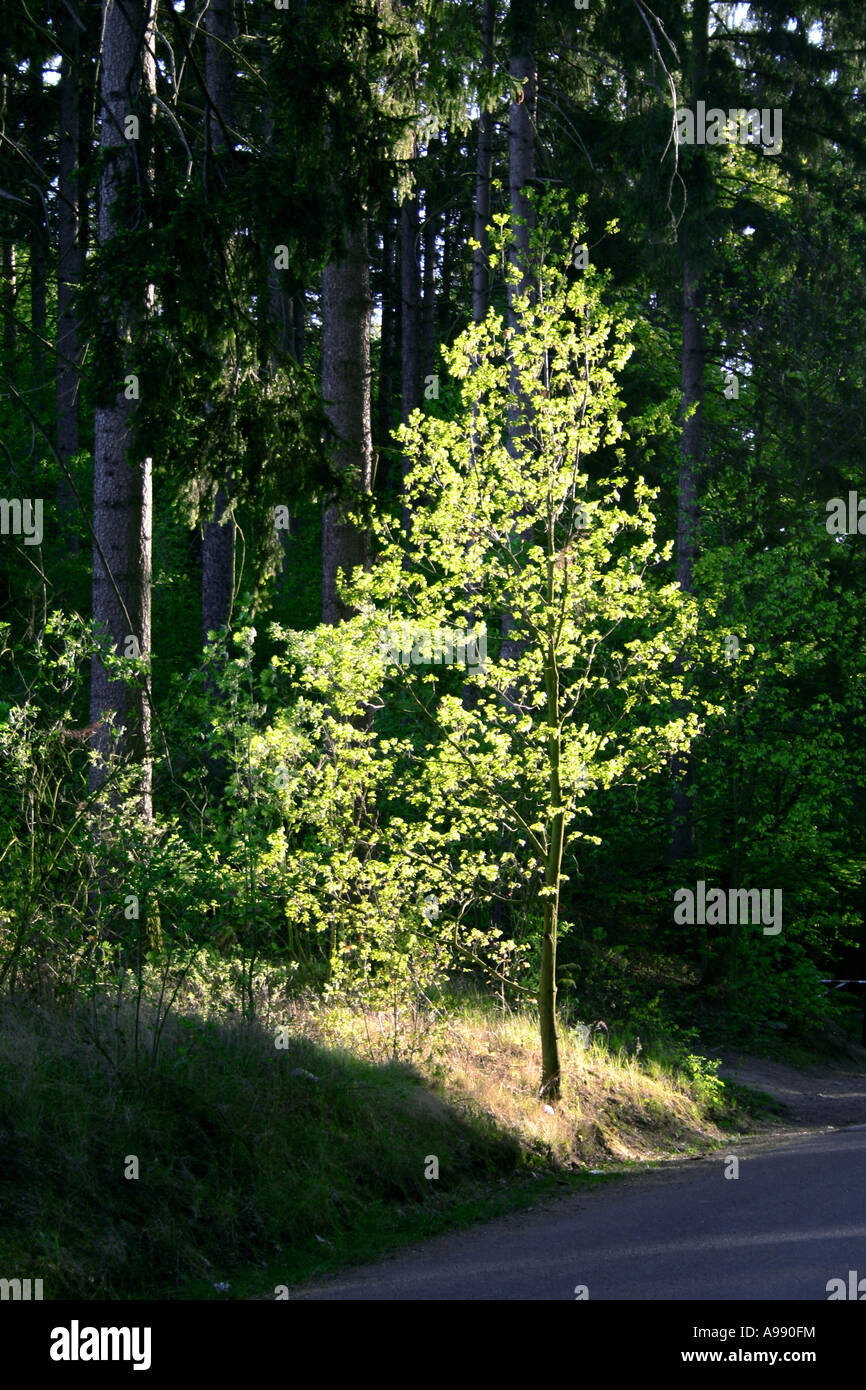 Junger Baum, der von Sonnenstrahlen im dunklen Wald beleuchtet wird, erzeugt magische Spotlight-Effekte entlang der ruhigen Waldstraße Stockfoto