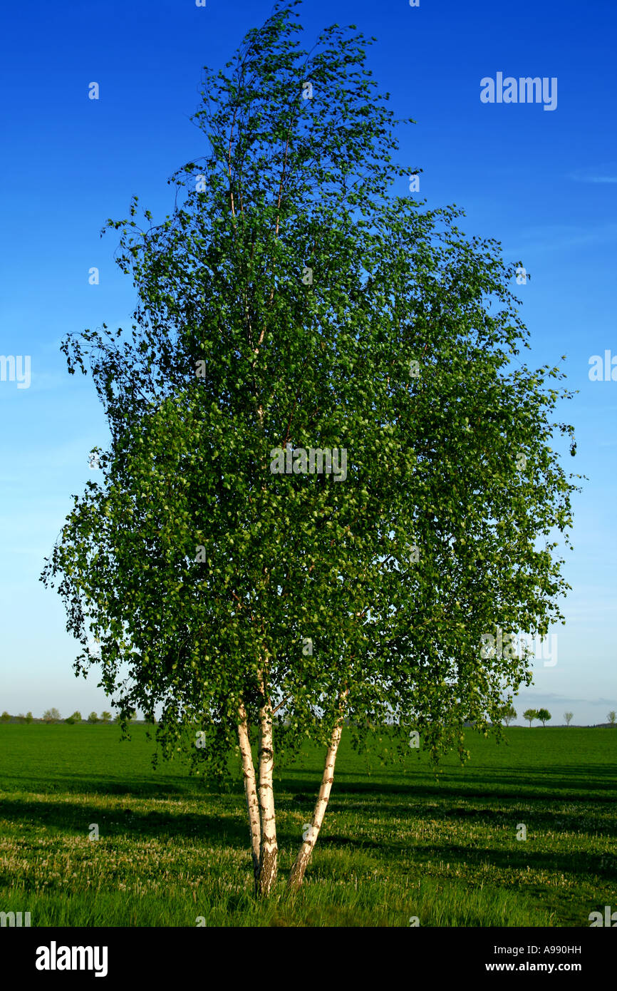 Silberne Birke mit frischem Frühlingslaub steht anmutig auf grüner Wiese vor tiefblauem Himmel, weiße Rinde schimmert Stockfoto