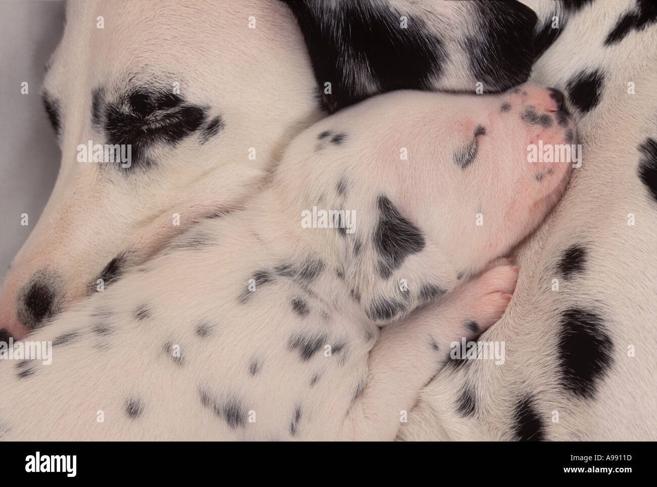 Dalmatiner Welpen kuscheln mit seiner Mutter Stockfoto