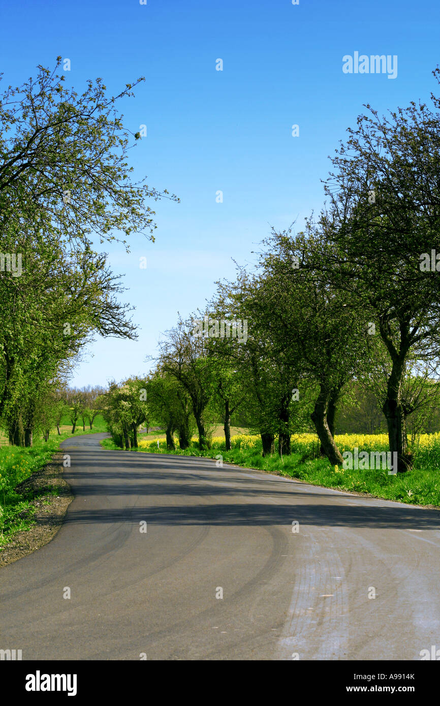 Eine malerische Landstraße, gesäumt von grünen Bäumen und Feldern unter einem klaren blauen Himmel, schafft eine ruhige und friedliche ländliche Landschaft. Stockfoto