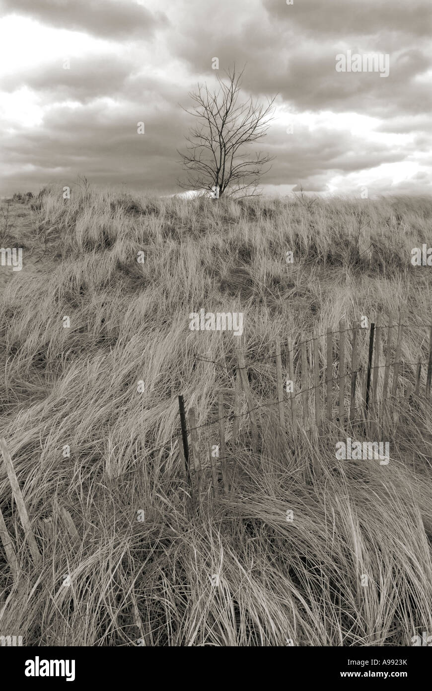 Einsamer Baum in einem Feld von hohen Gräsern mit Zaun Stockfoto