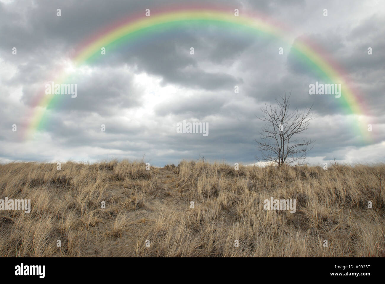 Ein Regenbogen über einer ruhigen Landschaft mit kleinen Baum und Meer Gräser Stockfoto