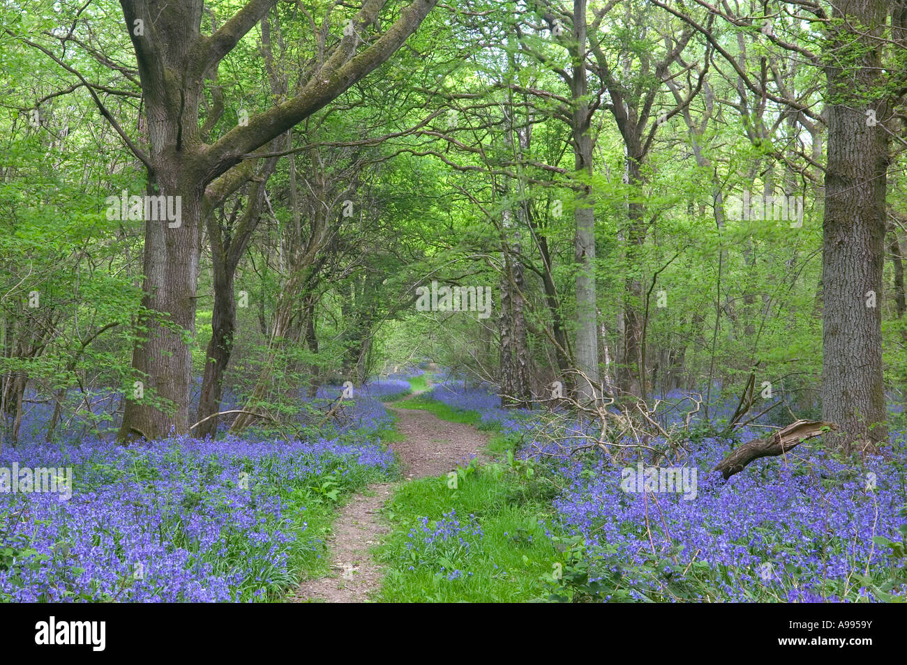 Frühlingslandschaft eines Weges durch den Wald, umgeben von Glockenblumen Stockfoto