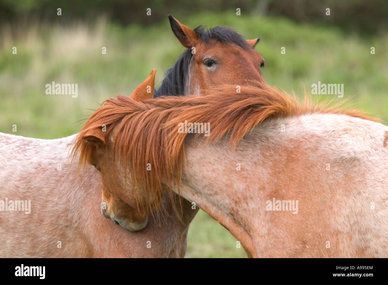 Zwei wilde Pferde Reinigung gegenseitig oder sind sie flüstern New Forest, Hampshire, England. Stockfoto