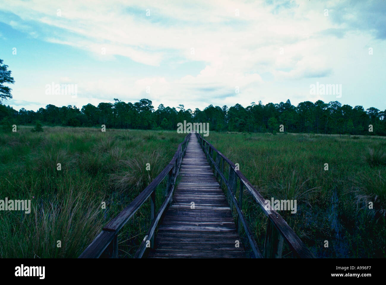 Holzsteg über Marschland nationale Audubon Gesellschaft Corkscrew Swamp Sanctuary Neapel FL USA Stockfoto