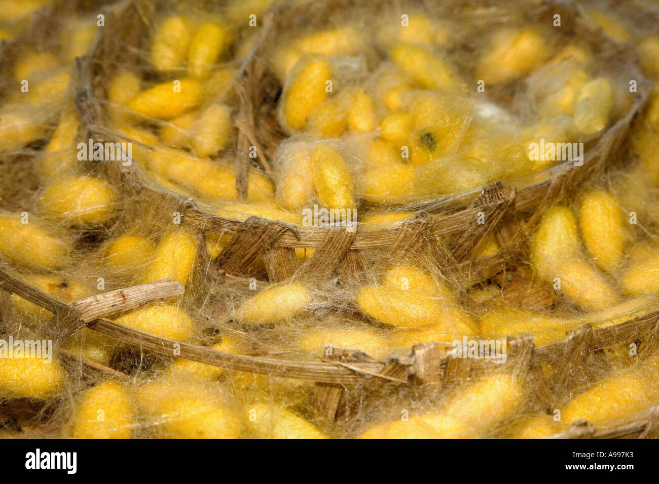 Kokons aus die Seidenraupe werden in Bambuskörben platziert. Stockfoto