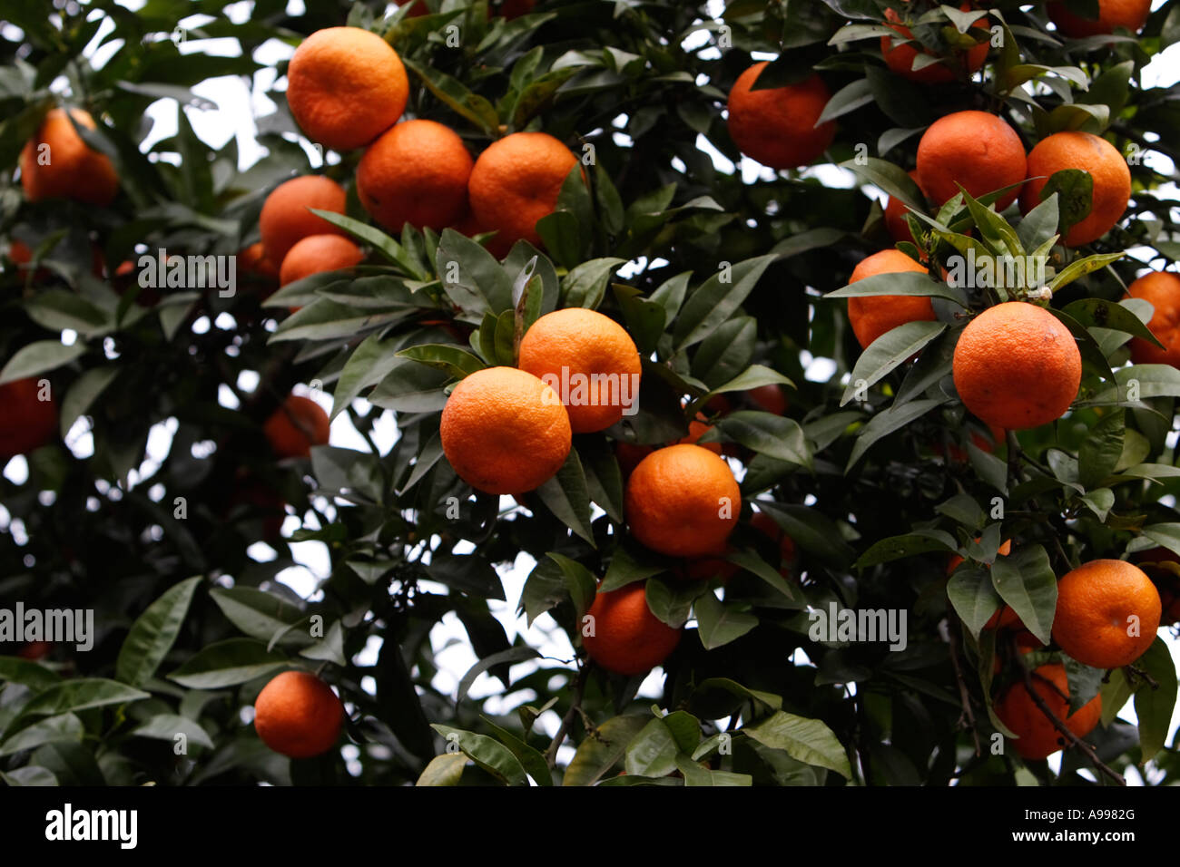Clementine Citrus Reticulata Obst an den Bäumen in Rom, Italien Stockfoto
