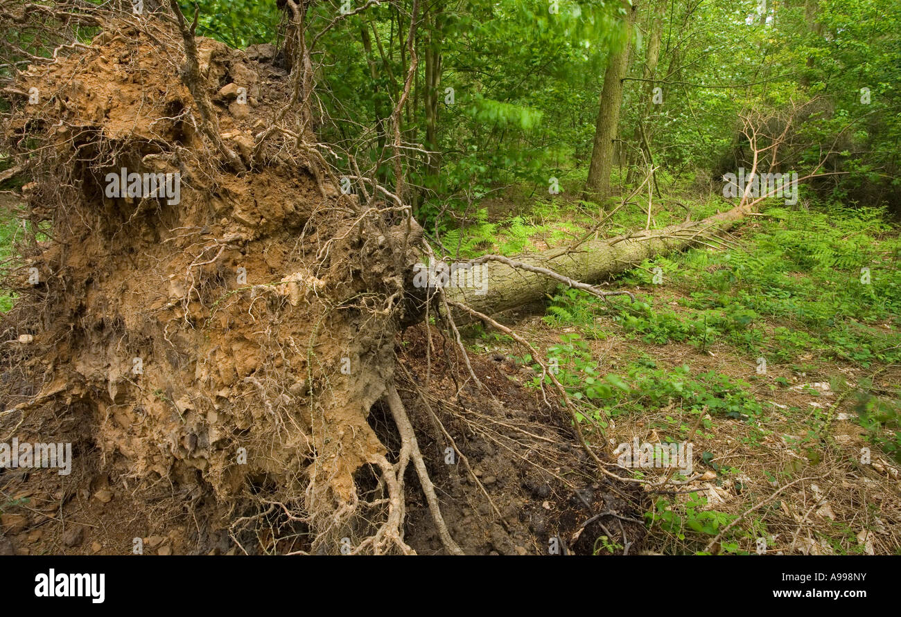umstürzenden Baum im Wald Stockfoto