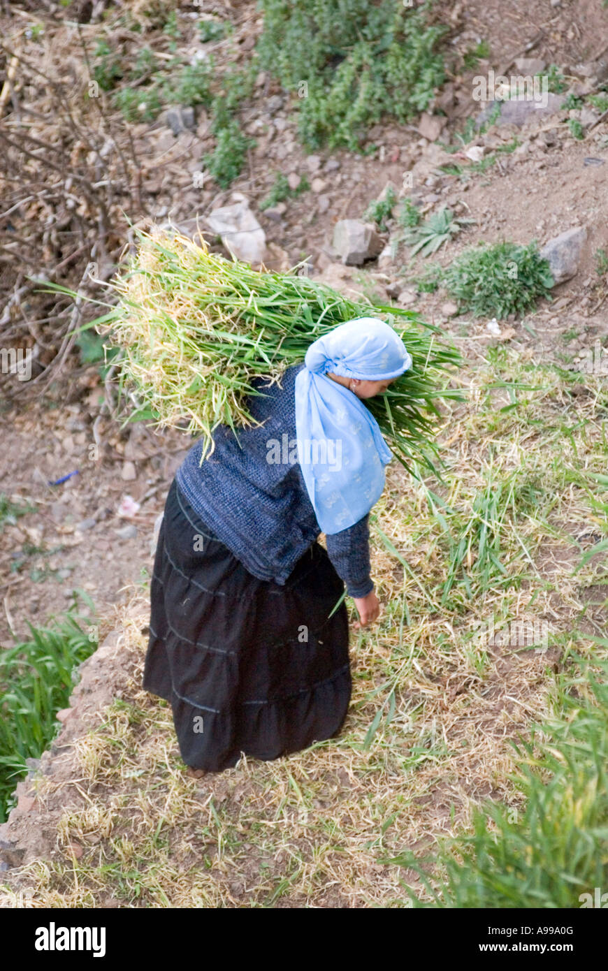 Berber Frau mit Grasschnitt rund um das Dorf Imlil im hohen Atlas-Gebirge in Marokko Stockfoto