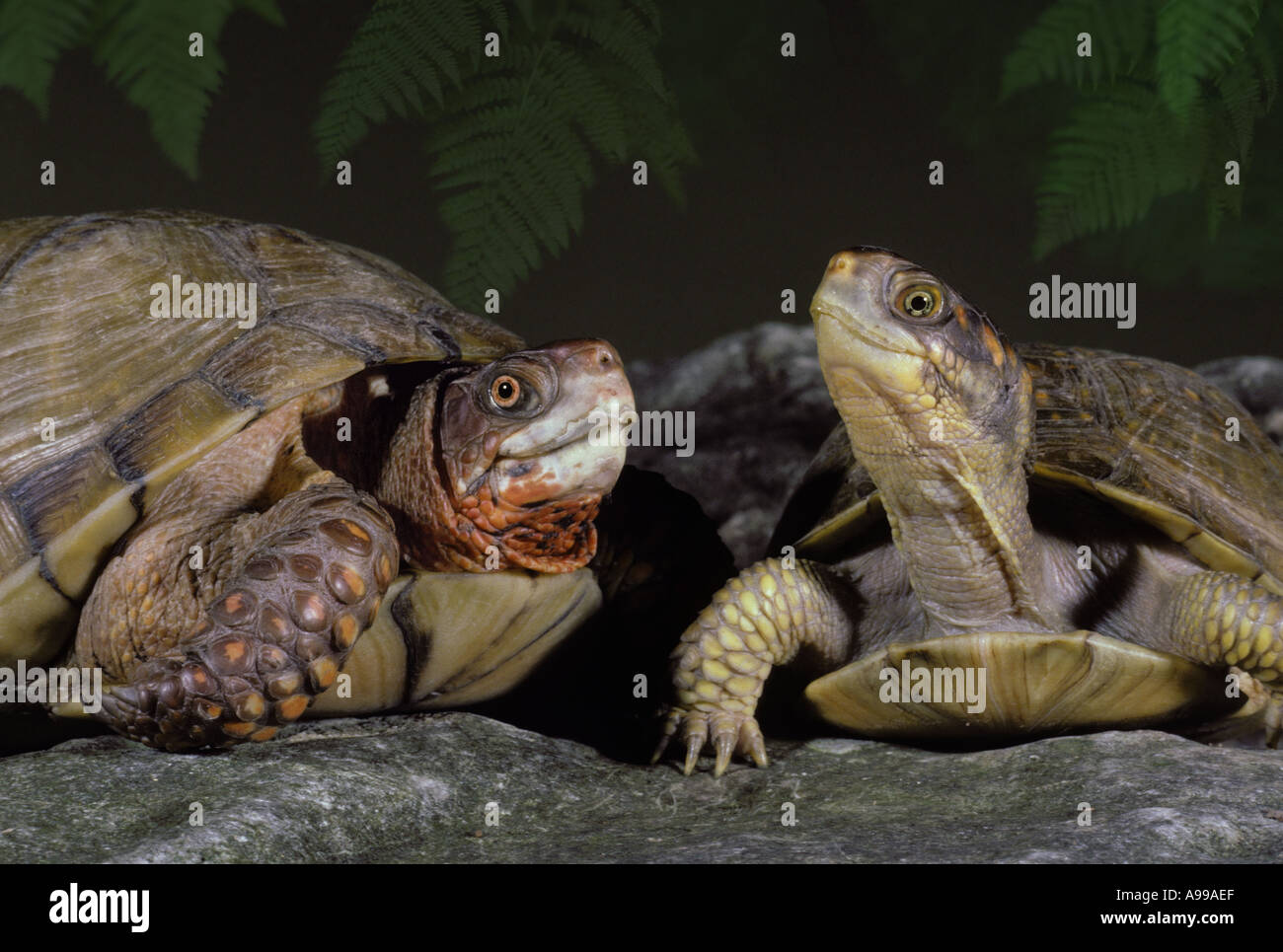 Männliche und weibliche dreizehigen Dosenschildkröten (Terrapene Carolina Triunguis) Frontansicht zusammen, in Missouri Stockfoto