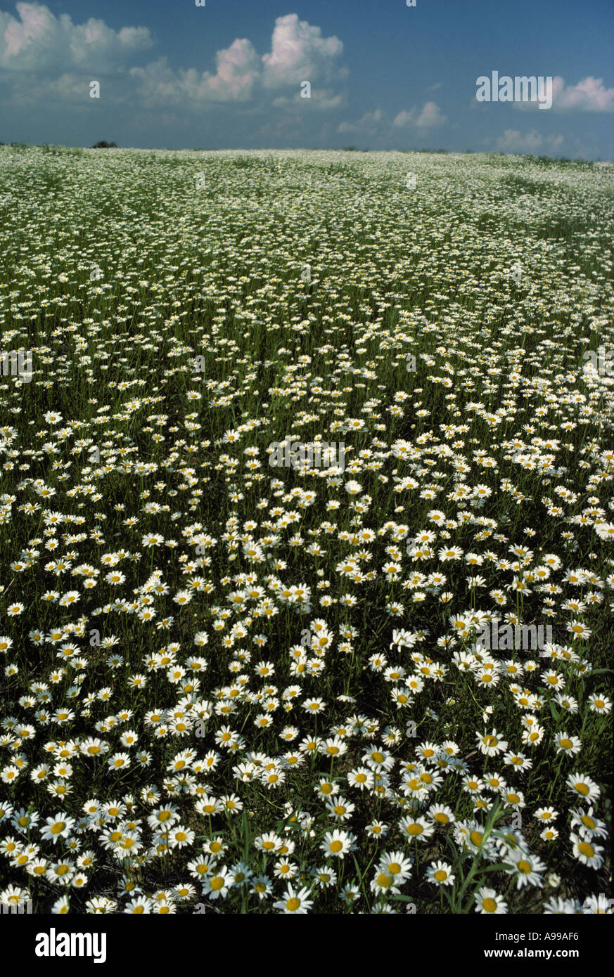 Wiese von wilden Oxeye Margeriten (Chrysanthemum Leucanthemum), Missouri USA Stockfoto