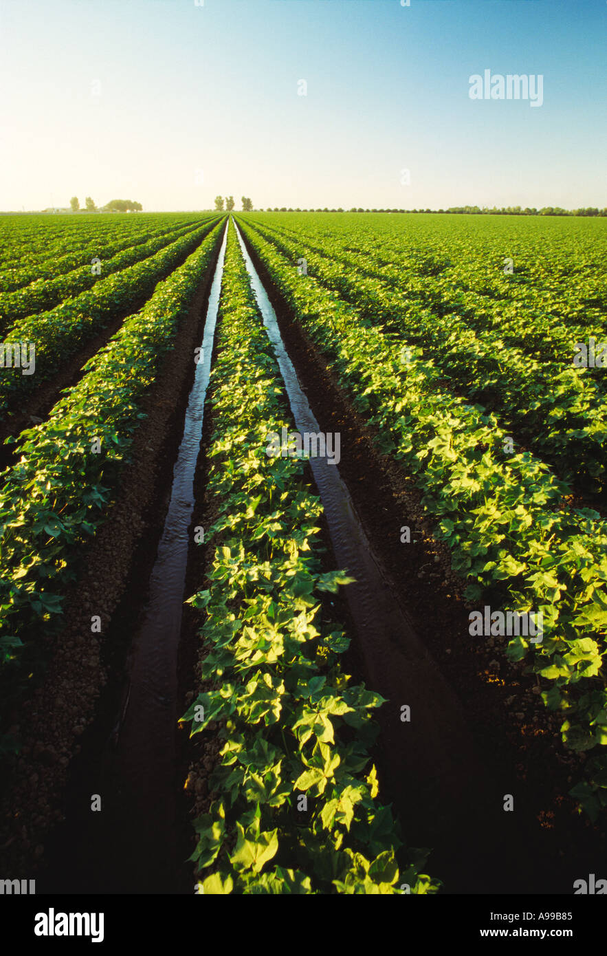Landwirtschaft - Mitte Wachstum Baumwollfeld mit Bewässerungswasser fließt über die Furchen / San Joaquin Valley, Kalifornien, USA. Stockfoto