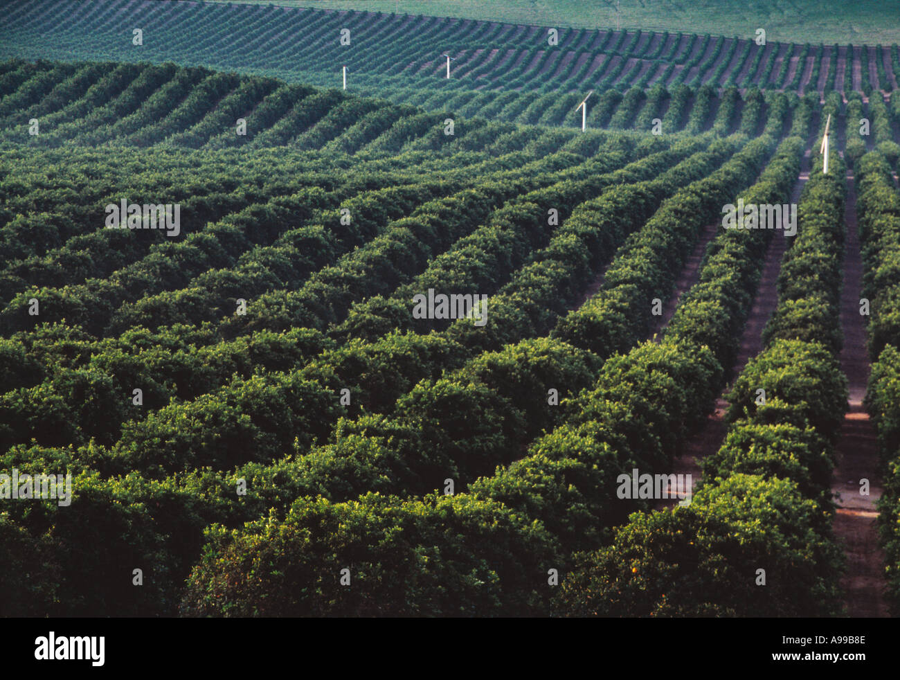 Landwirtschaft Navel Orange Grove Auf Sanften Hugeln Fresno County Kalifornien Usa Stockfotografie Alamy