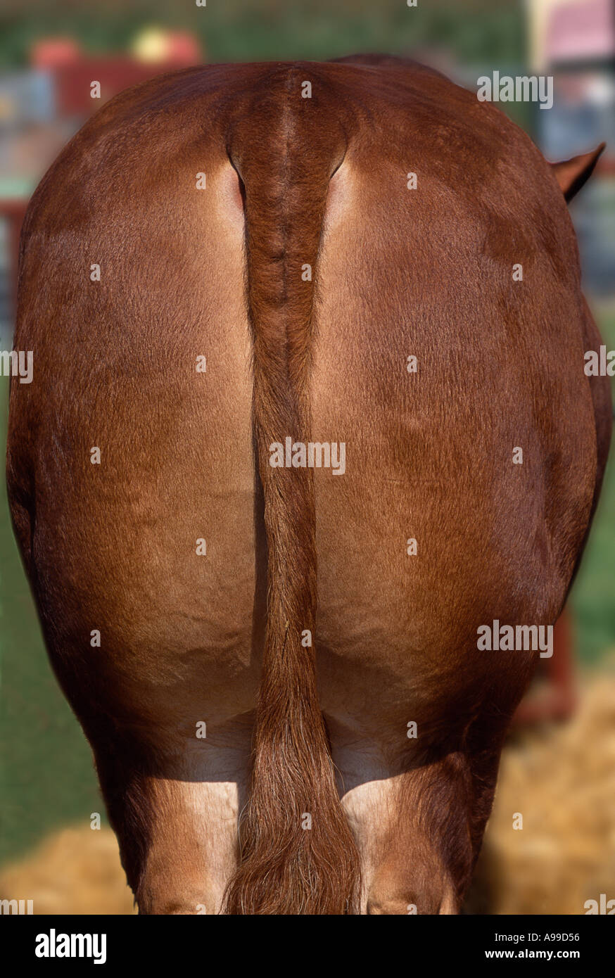 BULL'S HECK/HIND QUARTERS UND TAIL IN AGRARMESSE UK Stockfoto