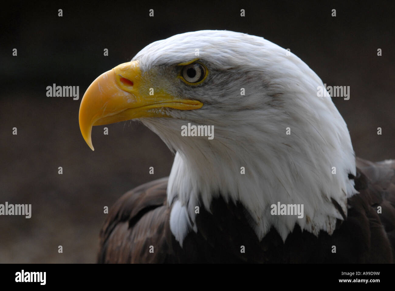 Ein Weißkopfseeadler Haliaeetus Leucocephalus auch bekannt als der amerikanische Adler Stockfoto