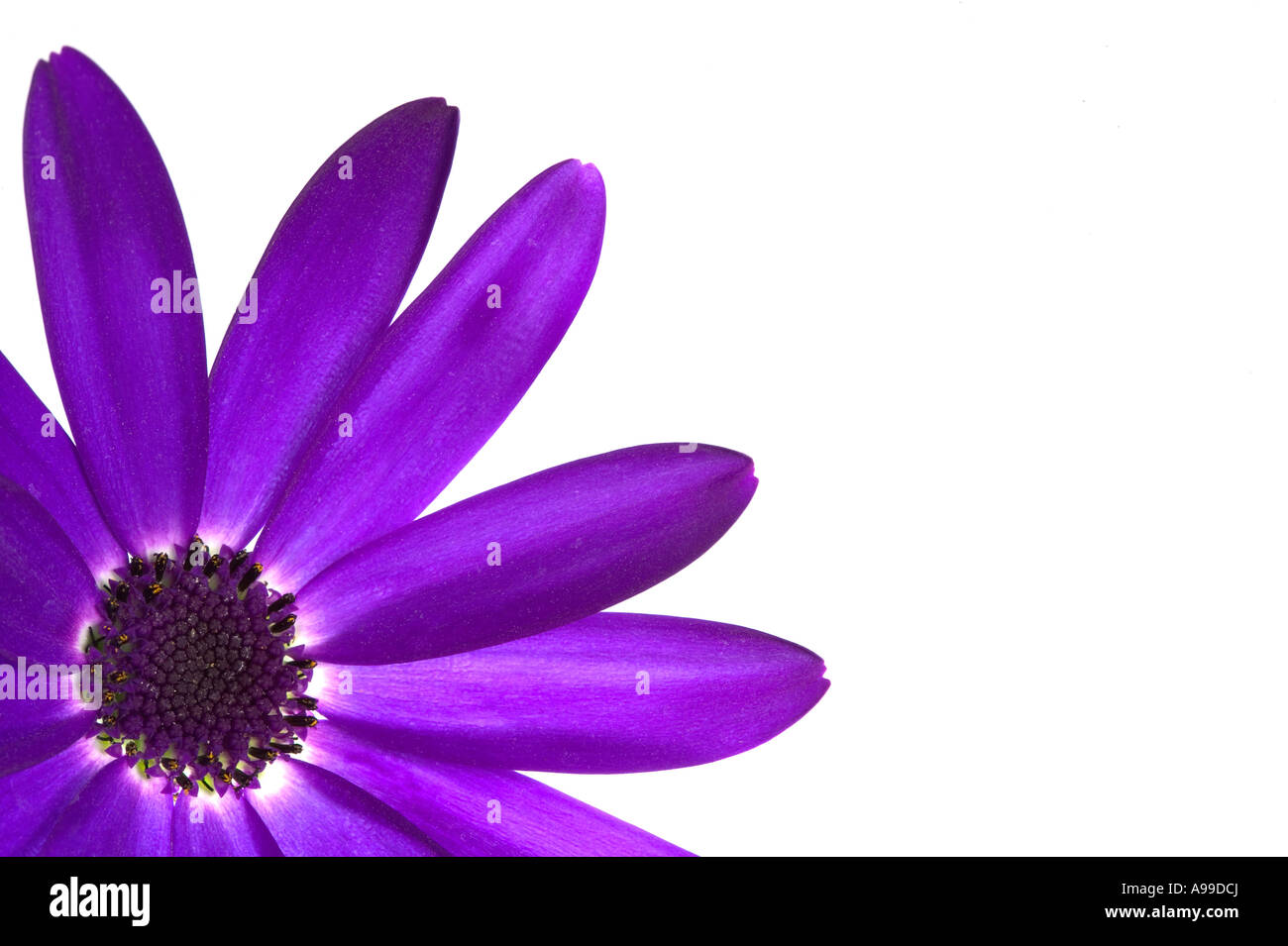Senetti Deep Blue Blume isoliert auf weiss und gerahmt in der linken Ecke Stockfoto