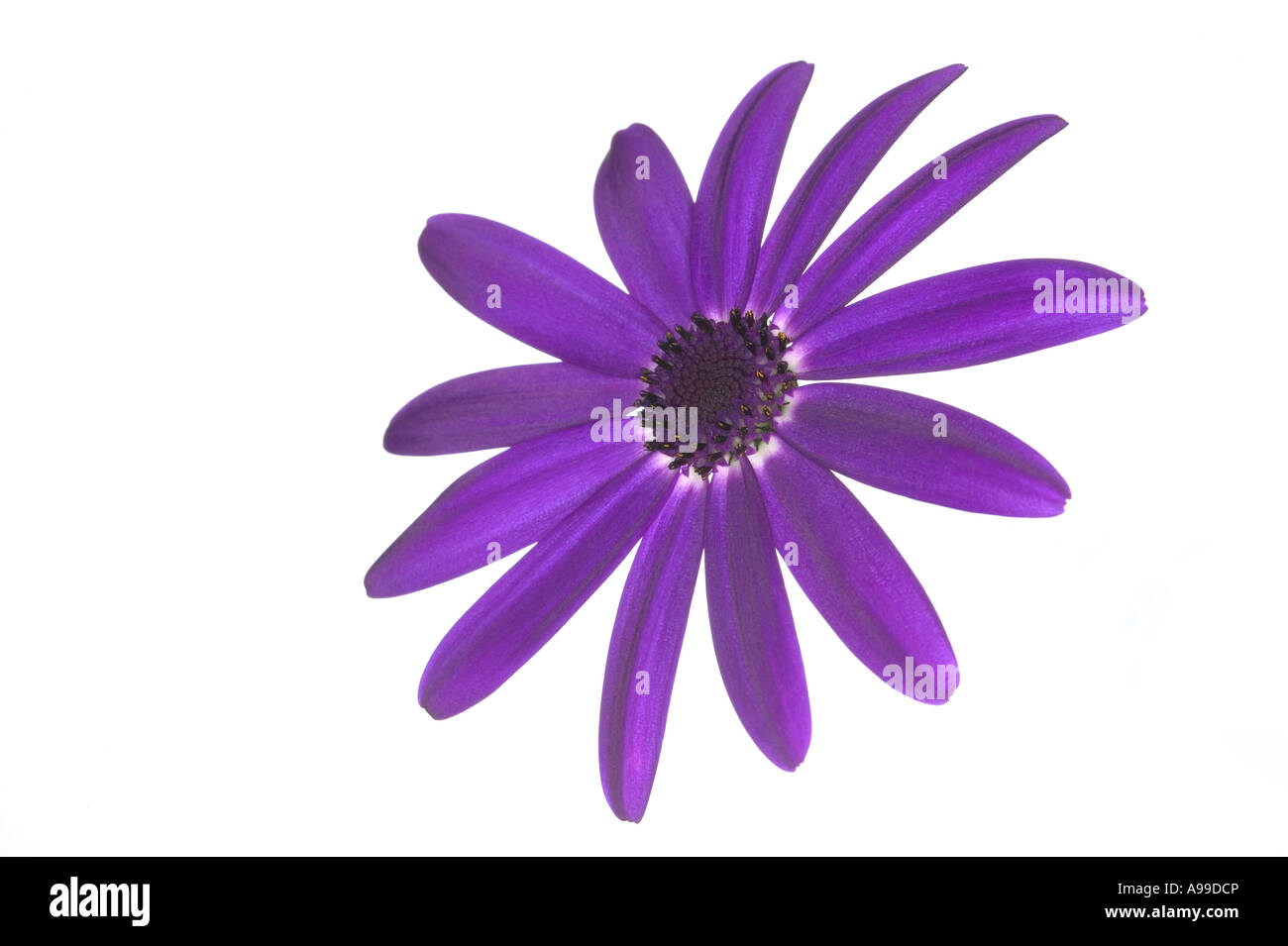 Blume Senetti Deep Blue isoliert auf weiss Stockfoto