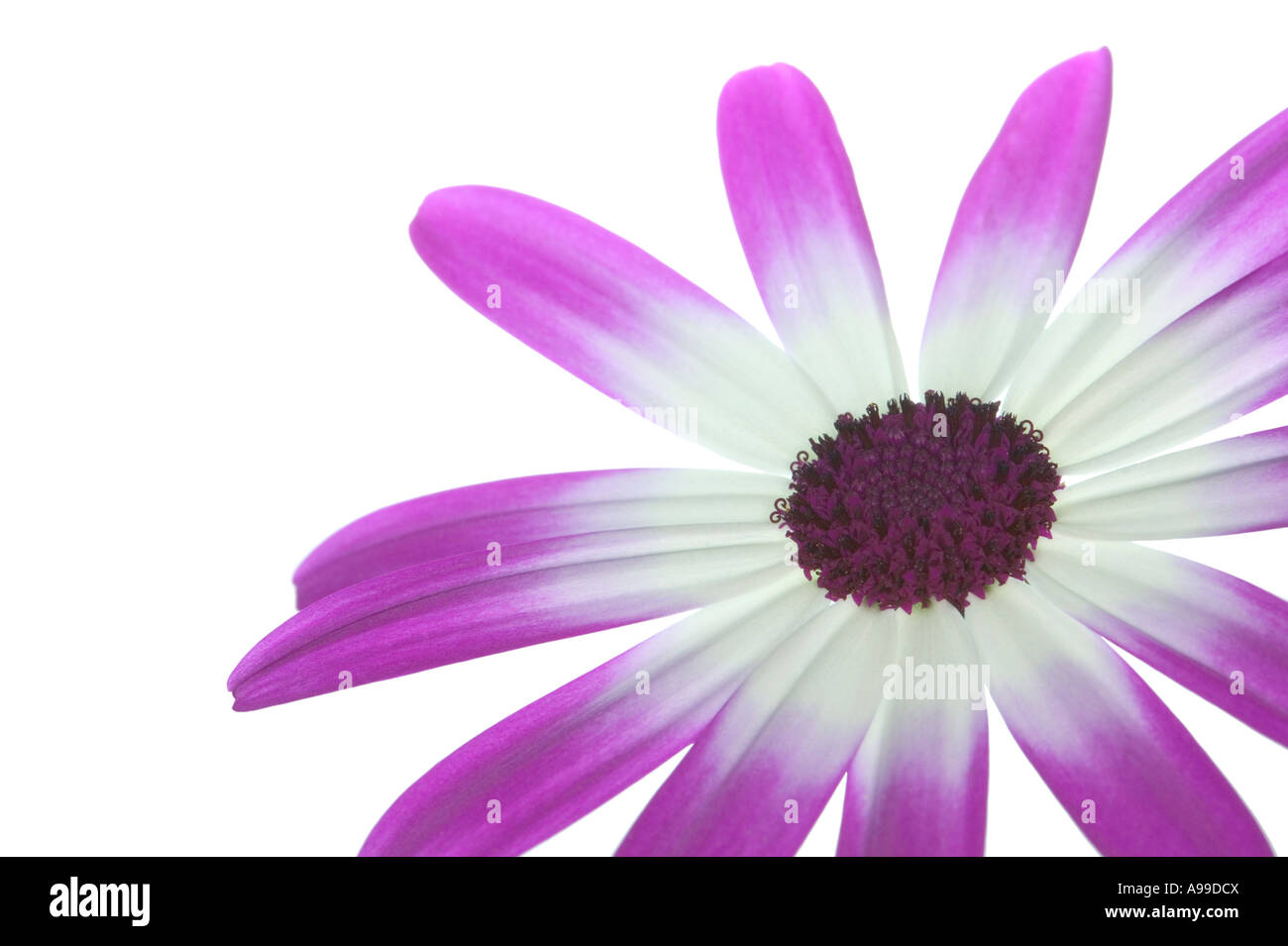 Senetti Magenta Bi Blütenfarbe isoliert auf weißen unteren rechten Ecke des Rahmens Stockfoto