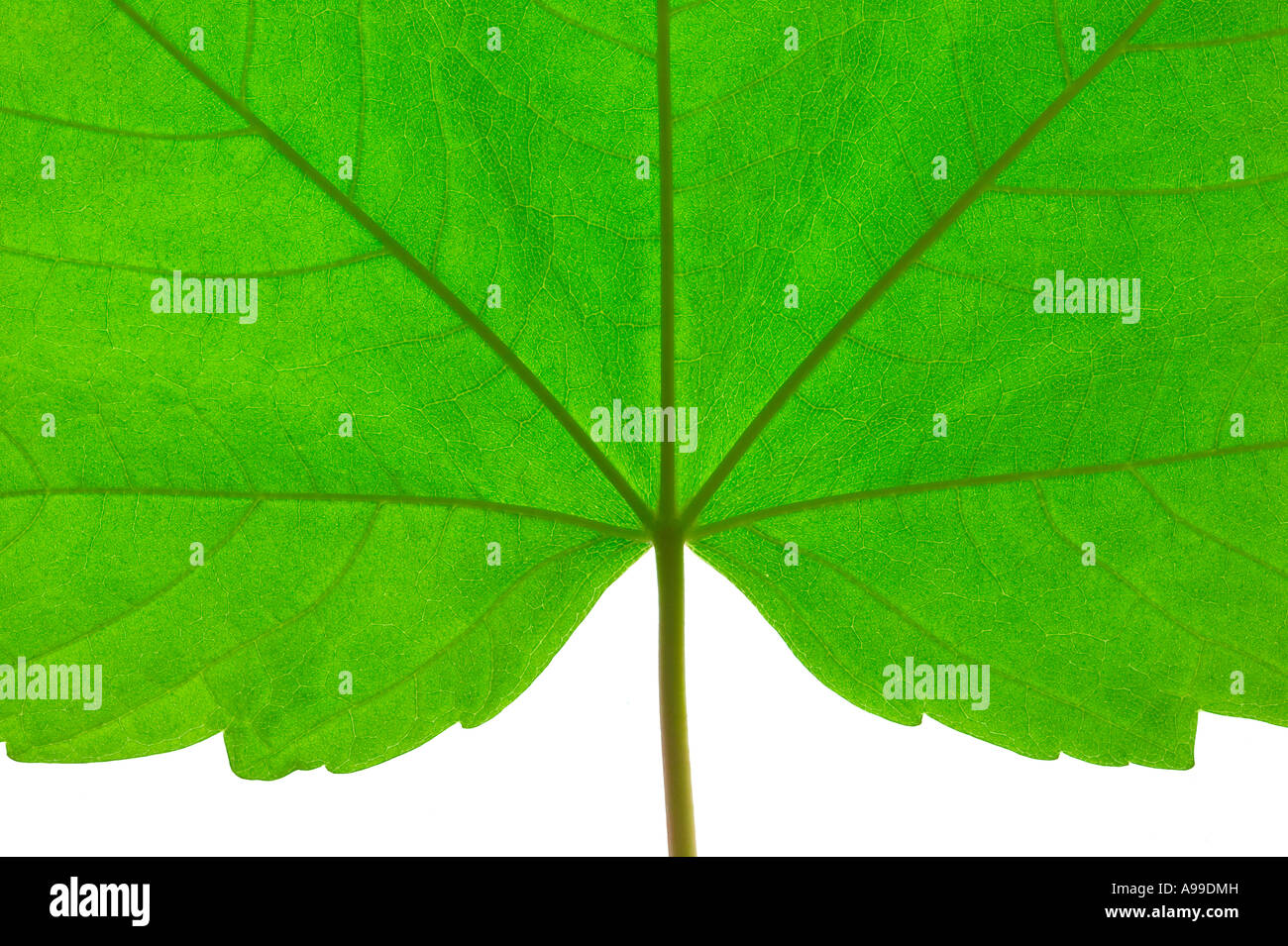 Makroaufnahme von einem grünen Blatt mit Stiel Stockfoto