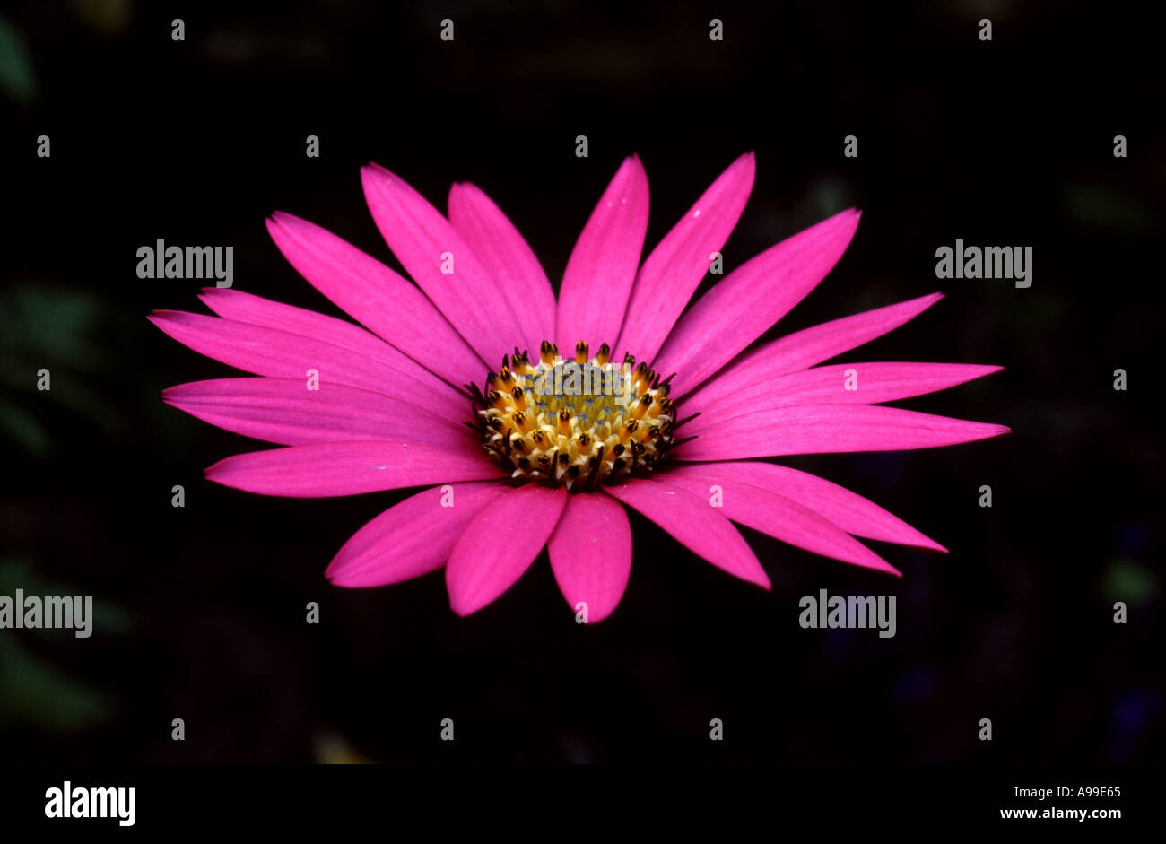 Rosa OSTEOSPERNUM EINZELBLÜTE vor einem dunklen Hintergrund Stockfoto