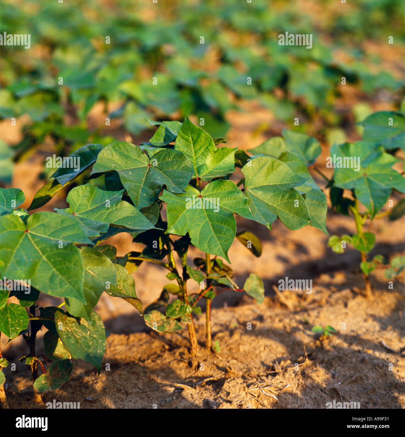 Landwirtschaft - Nahaufnahme von Roundup bereit Bt, gentechnisch veränderte (GM), Direktsaat frühen Wachstum Baumwollpflanzen / Mississippi, USA. Stockfoto