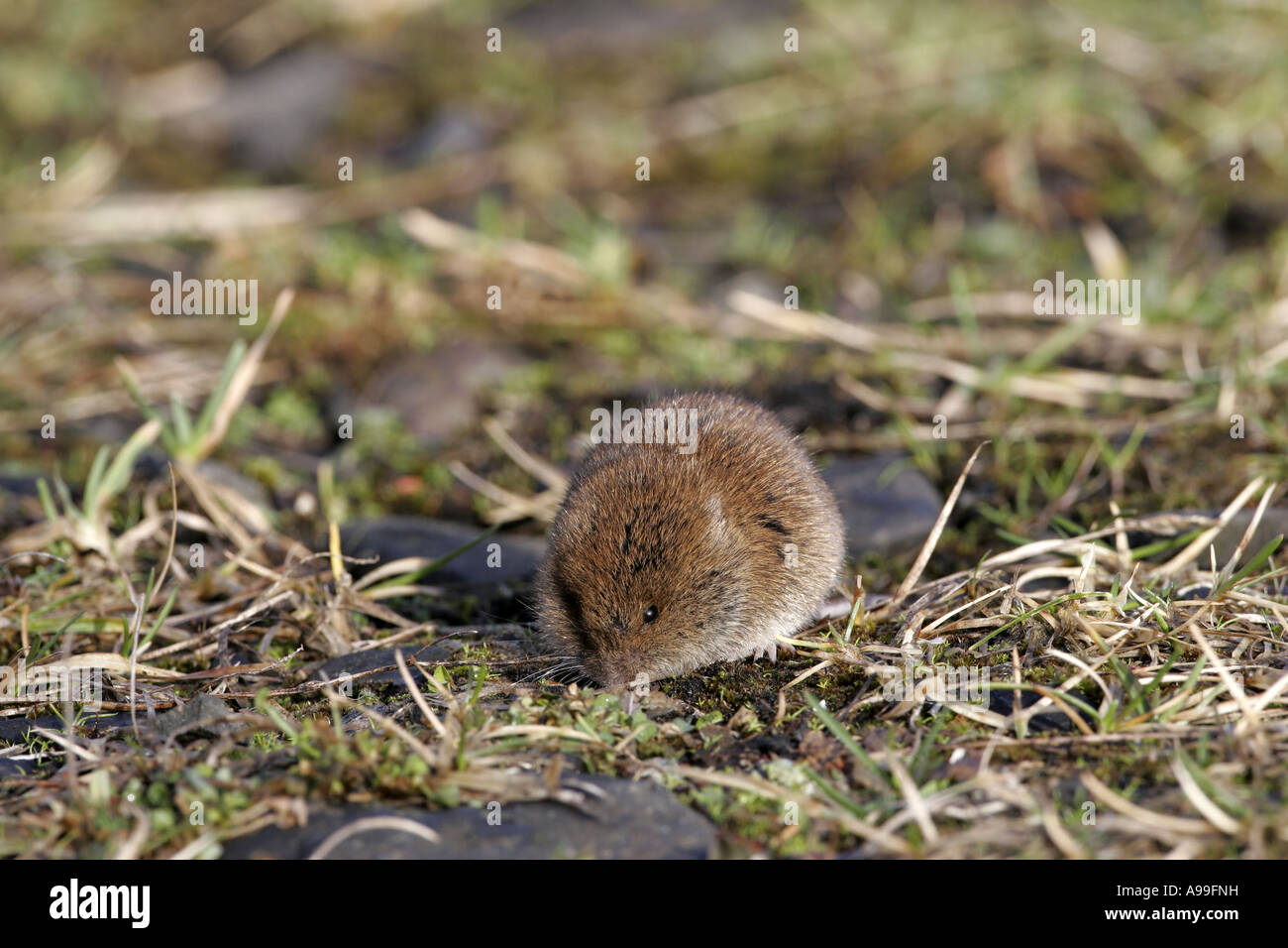 Kurzschwanz-Feld Wühlmaus Stockfoto