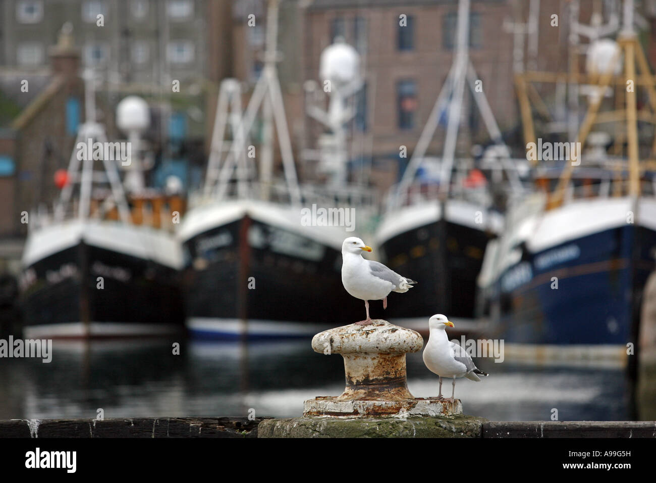 Möwen vor Fischerboote im Hafen von Peterhead, Aberdeenshire, Schottland, UK. Stockfoto