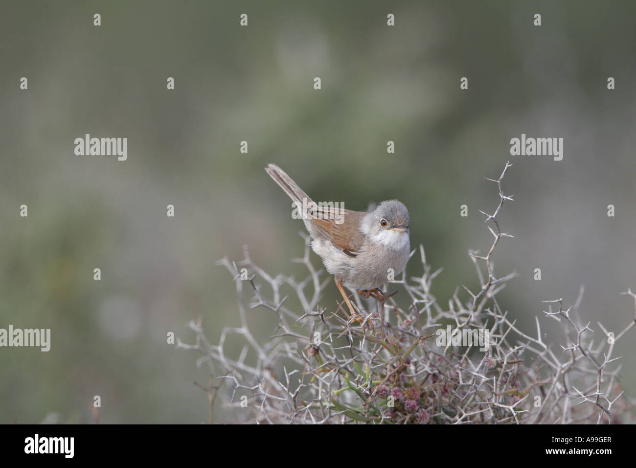 Brillentragende Warbler Stockfoto