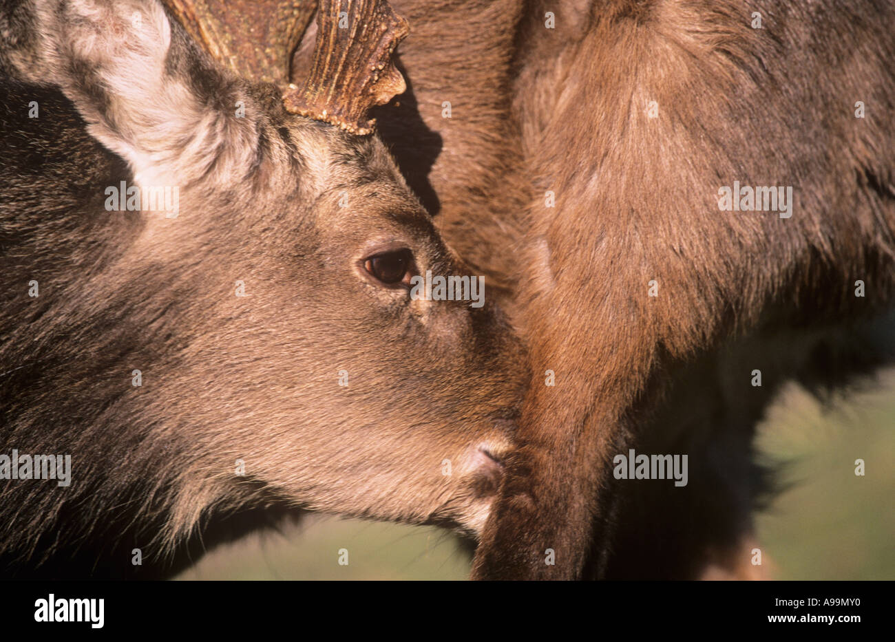 Sika-Hirsch Stockfoto