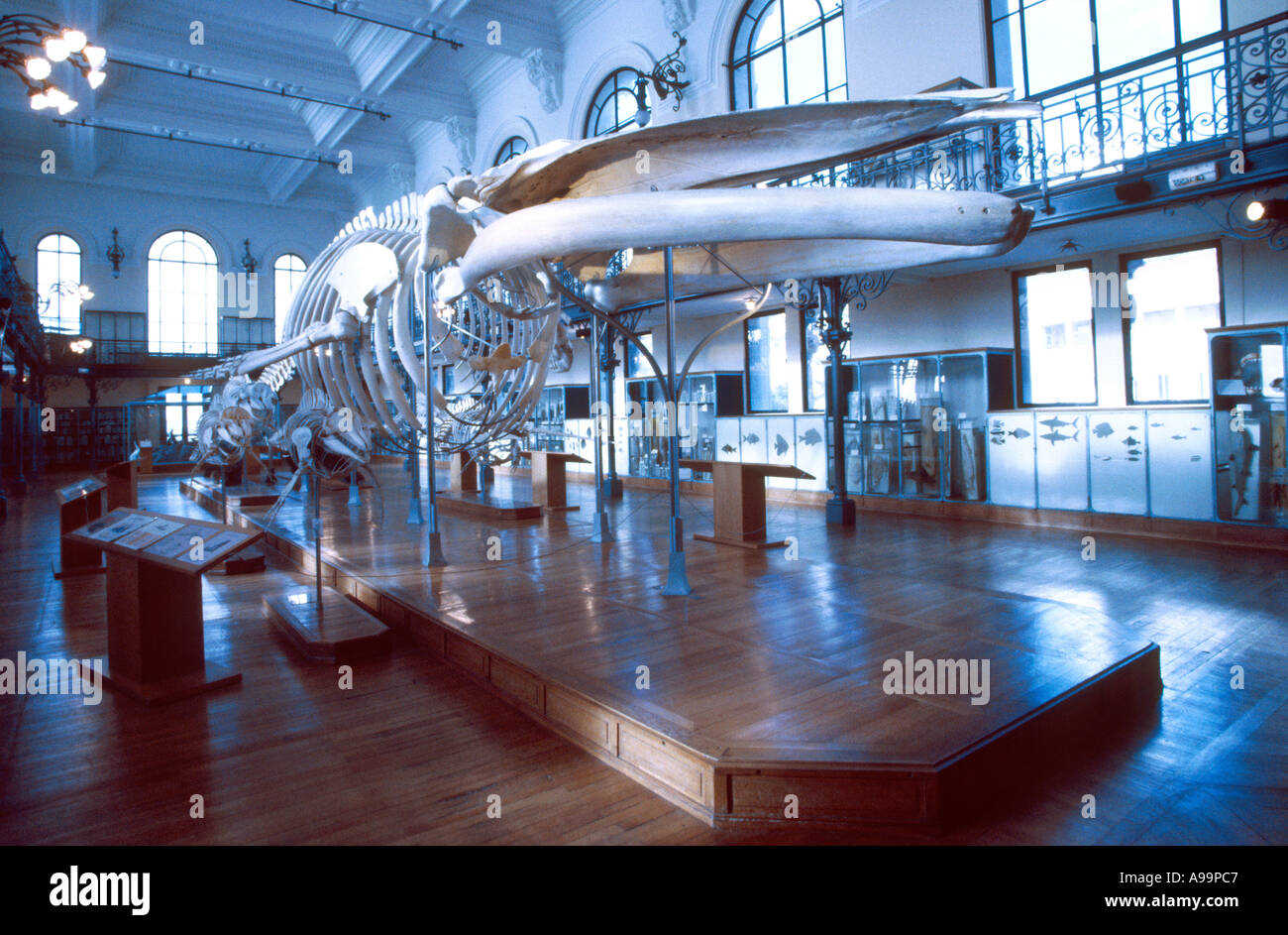 Walskelett im ozeanografischen Museum von Monaco Stockfoto