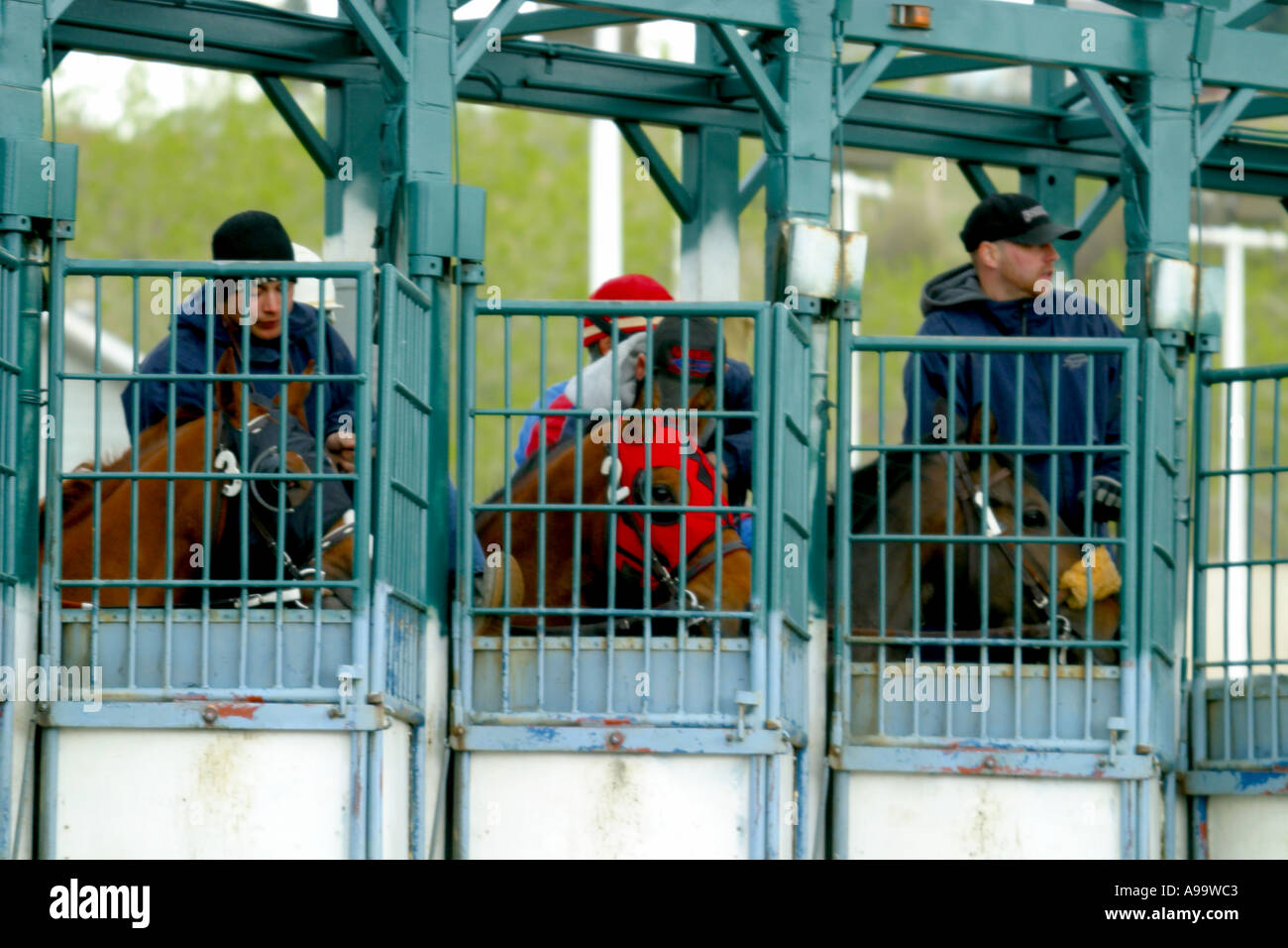 Pferde THOROUGHBRED RACING Calgary Alberta Kanada Stockfoto