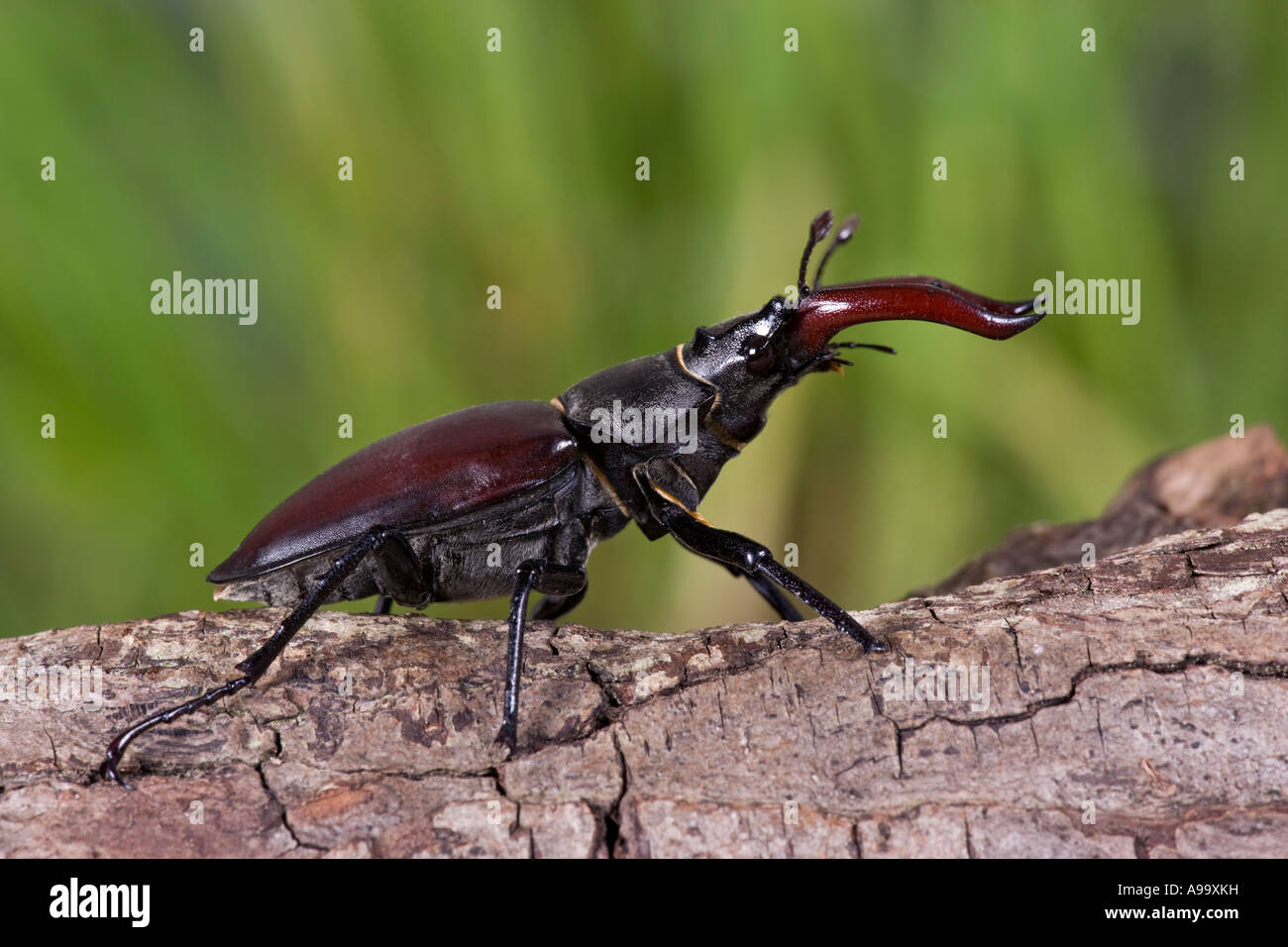 Europäische Hirschkäfer: Lucanus Cervus männlich auf Eiche Branche mit schönen Out-of-Fokus-Hintergrund Stockfoto