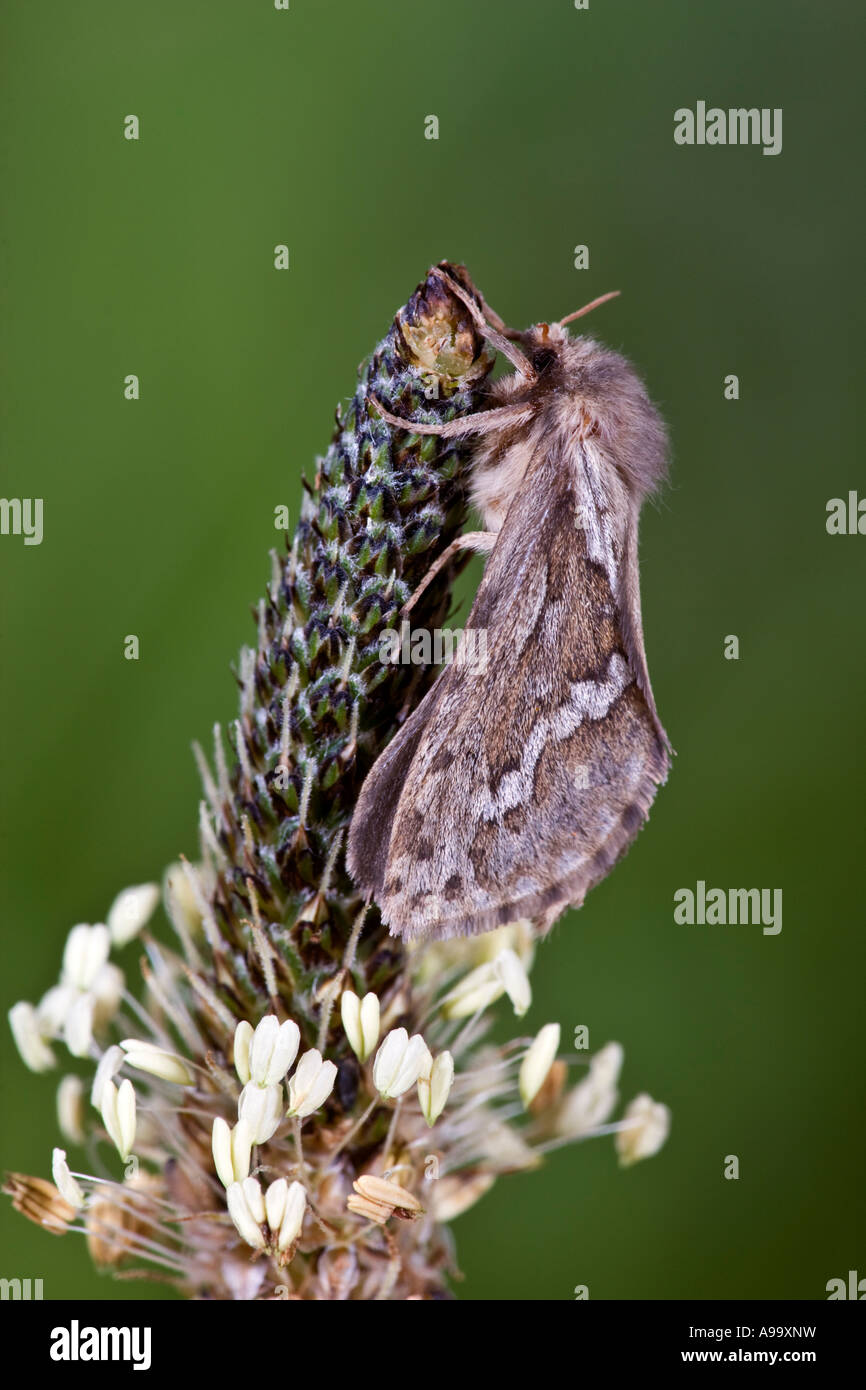 Gemeinsamen Swift Hepialus Lupulinus auf Saatgut Kopf Potton Bedfordshire Stockfoto