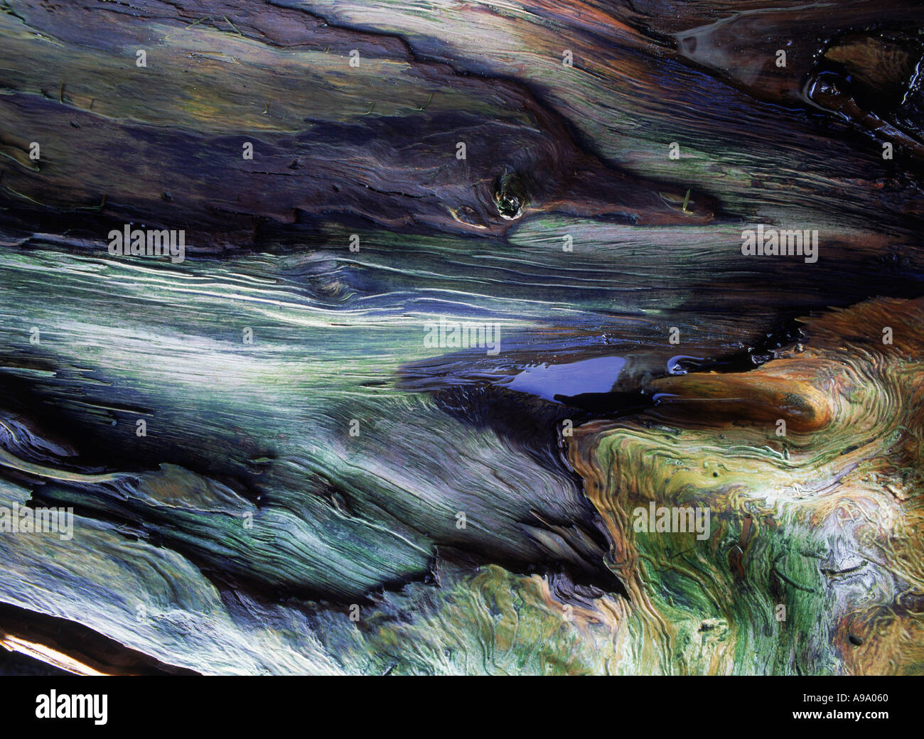 Künstlerisch Farben und Designs auf gefallene Kiefer oder Treibholz entlang der kalifornischen Küste Stockfoto