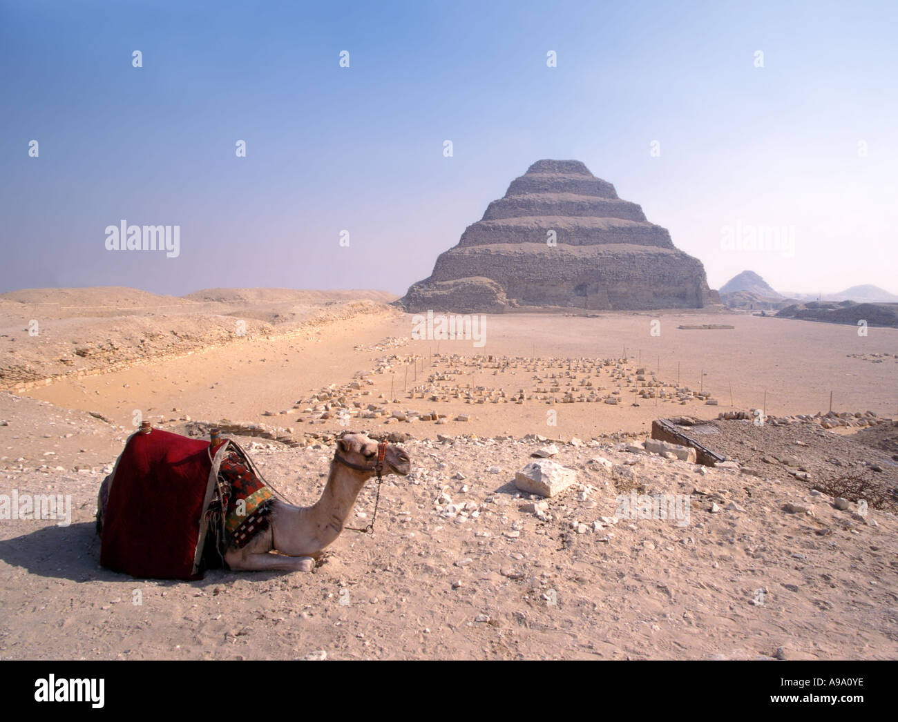 Kamel sitzen Schritt Pyramide Sakkarah Ägypten Stockfoto