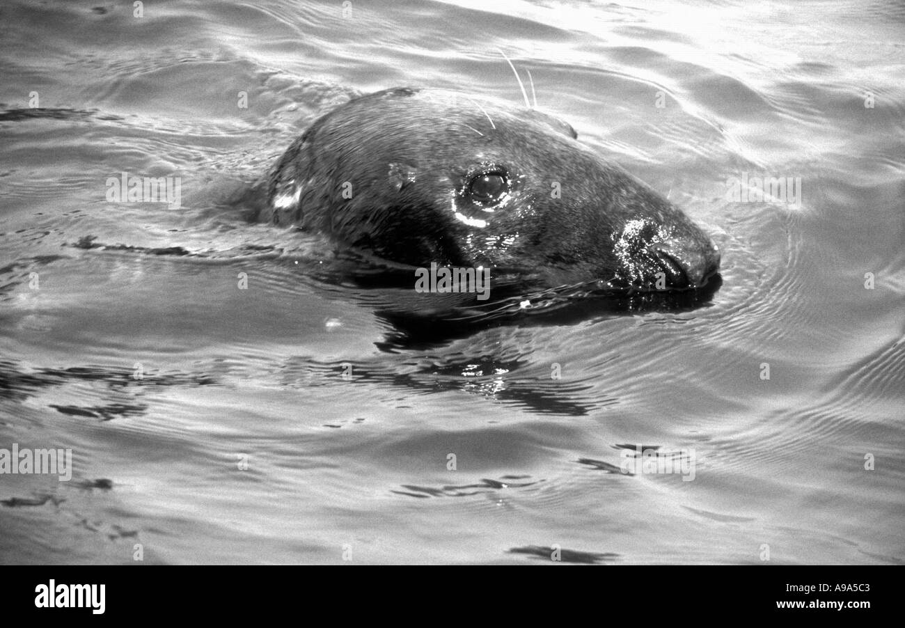 Kopf einer Dichtung in der irischen See aus Peel, Isle Of Man Stockfoto
